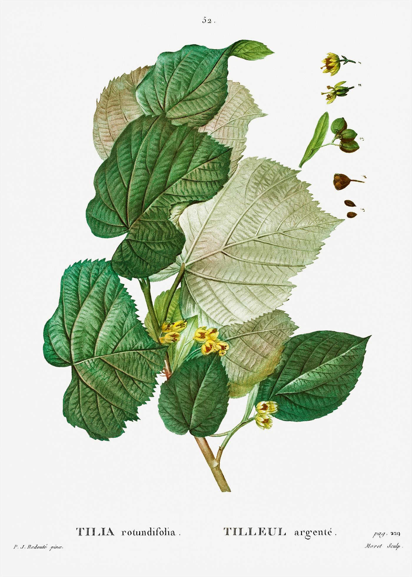 Tilia rotundifolia from Traité des Arbres et Arbustes que l’on cultive en France en pleine terre (1801–... Tilia rotundifolia from Traité des Arbres et Arbustes que l’on cultive en France en pleine terre (1801–...