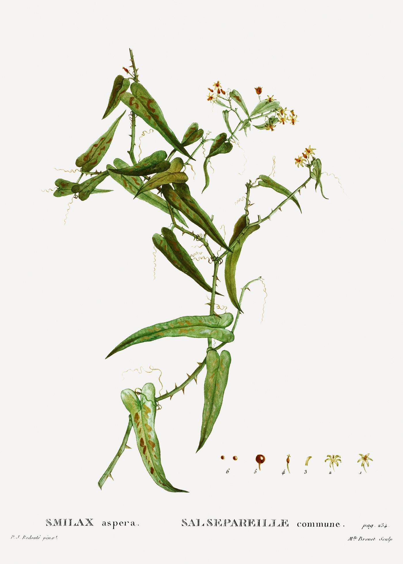 Smilax (Smilax aspera) from Traité des Arbres et Arbustes que l’on cultive en France en pleine terre (1801... Smilax (Smilax aspera) from Traité des Arbres et Arbustes que l’on cultive en France en pleine terre (1801...