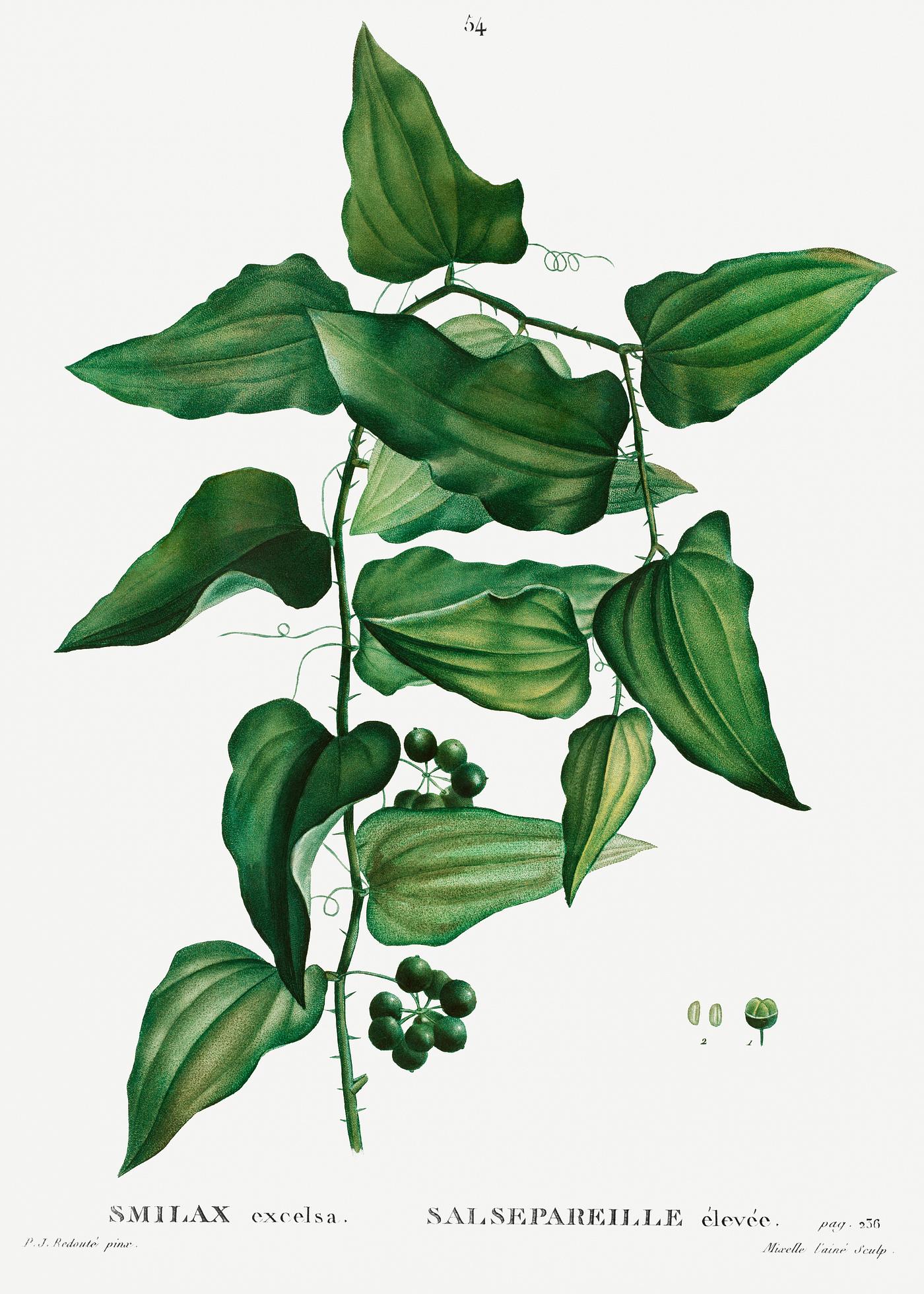 Smilax plant Smilax from Traité des Arbres et Arbustes que l’on cultive en France en pleine terre (1801–1819) by...
