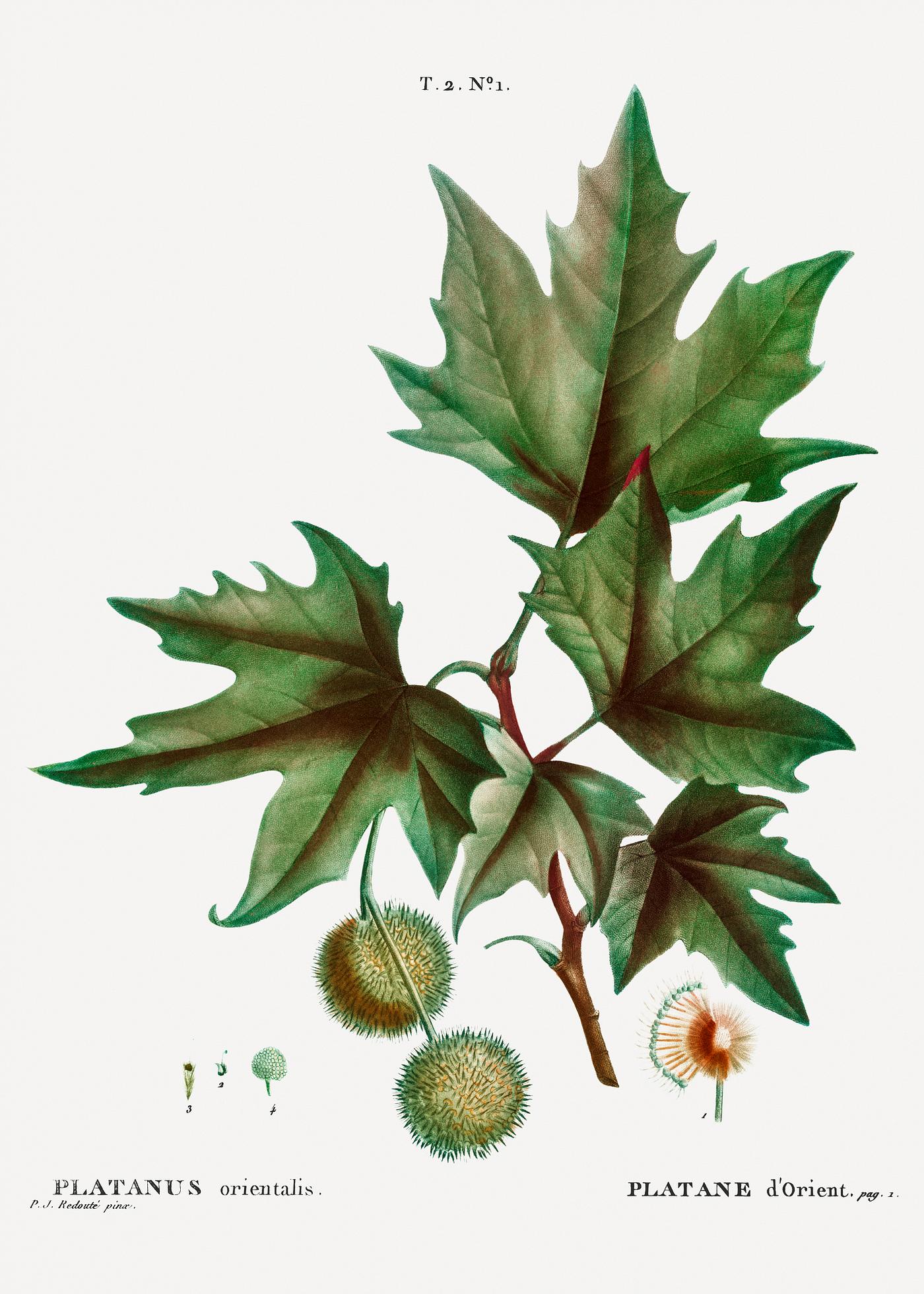 Platanus orientalis (Platane d'Orient) from Traité des Arbres et Arbustes que l’on cultive en France en... Platanus orientalis (Platane d'Orient) from Traité des Arbres et Arbustes que l’on cultive en France en...
