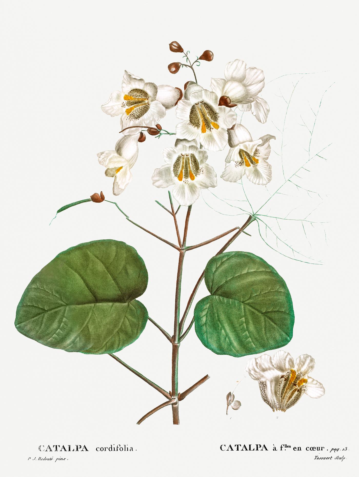 Catalpa cordifolia from Traité des Arbres et Arbustes que l’on cultive en France en pleine terre (1801–... Catalpa cordifolia from Traité des Arbres et Arbustes que l’on cultive en France en pleine terre (1801–...