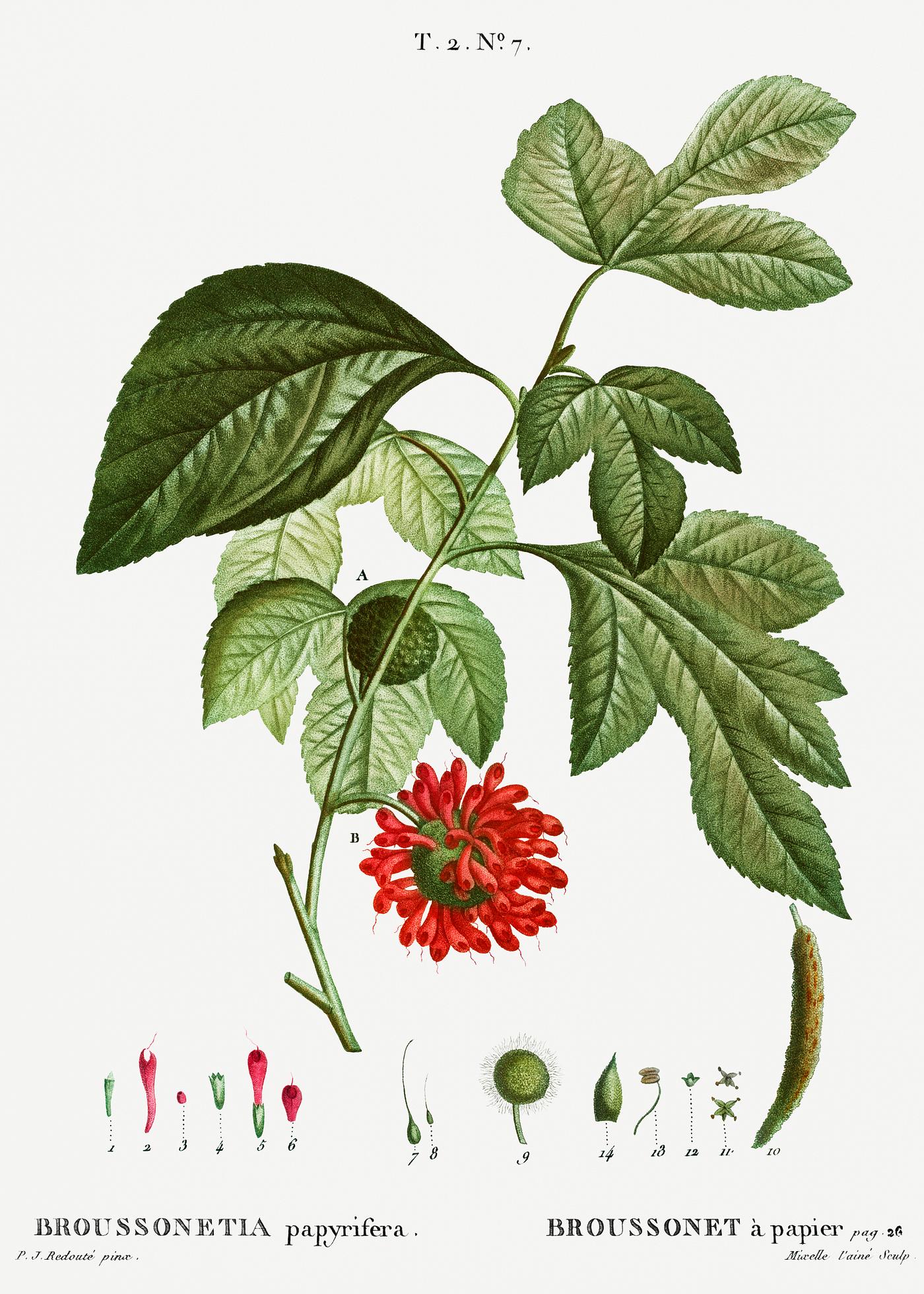 Red Paper Mullberry flower Paper mulberry (Broussonetia papyrifera) from Traité des Arbres et Arbustes que l’on cultive en France en...