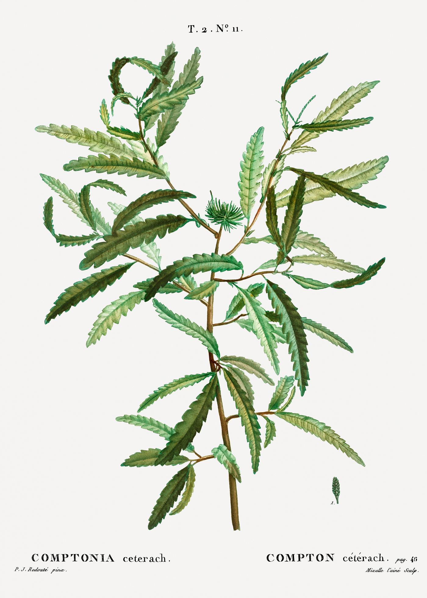 Comptonia ceterach branch Comptonia ceterach (Compton cètèrach) from Traité des Arbres et Arbustes que l’on cultive en...
