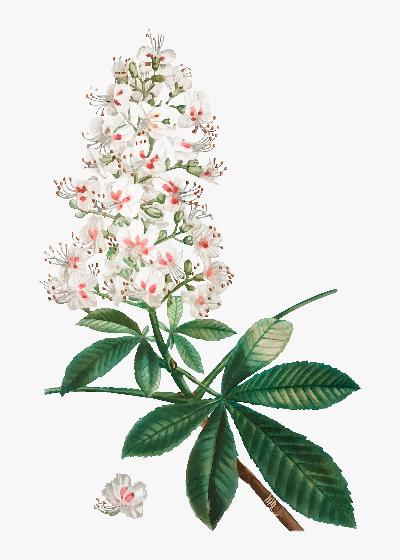 Download Horse chestnut flower | Free vector - 567995