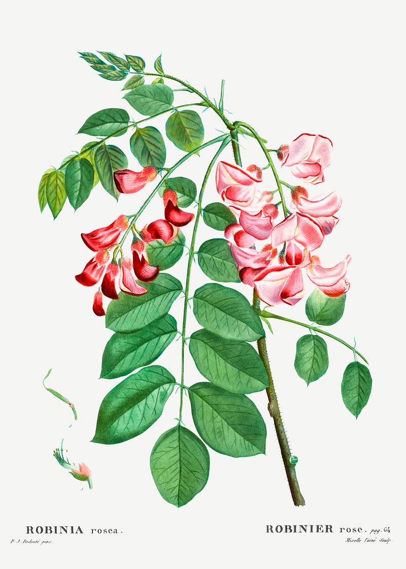 Robinia rosea (Robinier rose) from Traité des Arbres et Arbustes que l’on cultive en France en pleine terre…