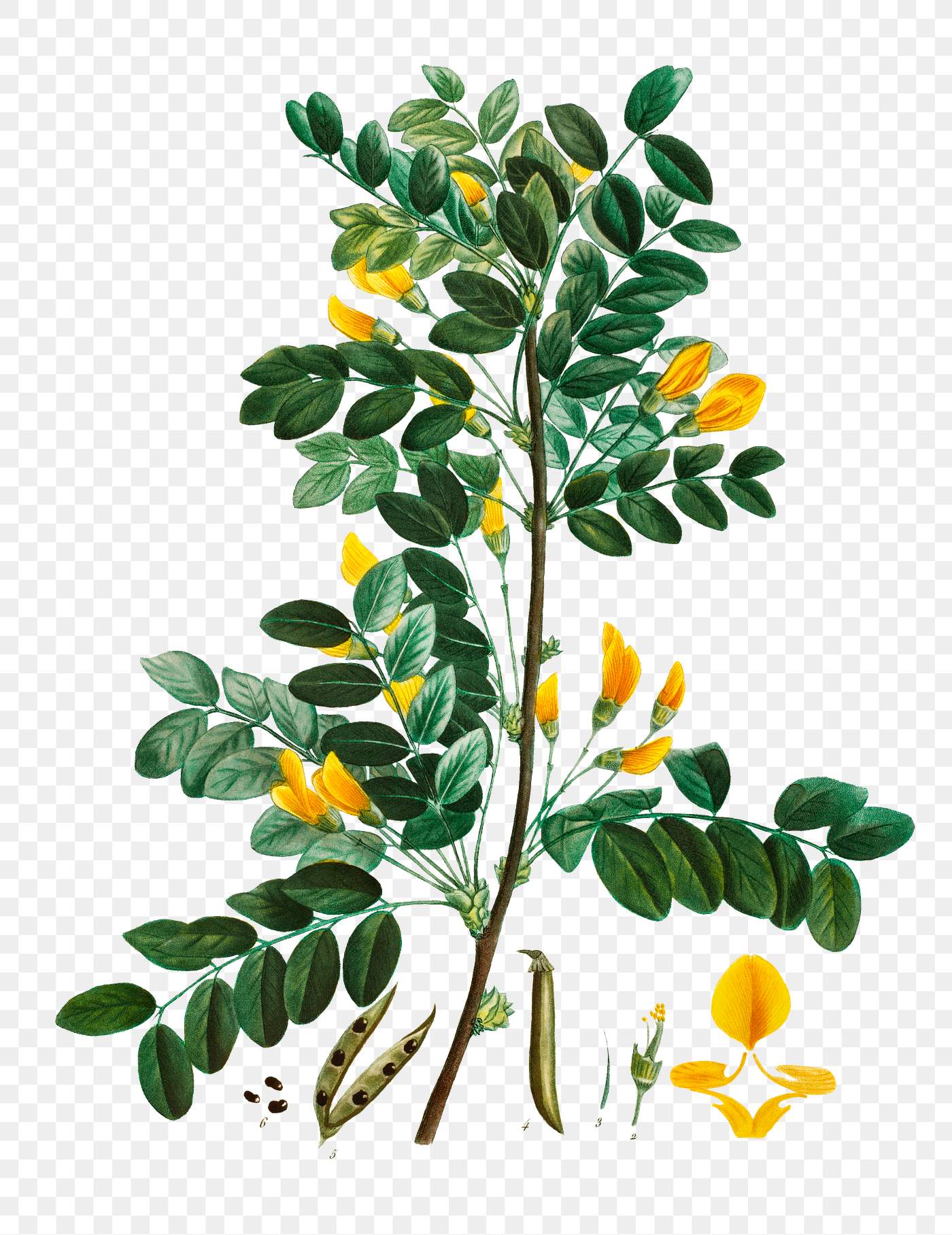 Blooming Siberian pea tree | Free transparent png - 567985