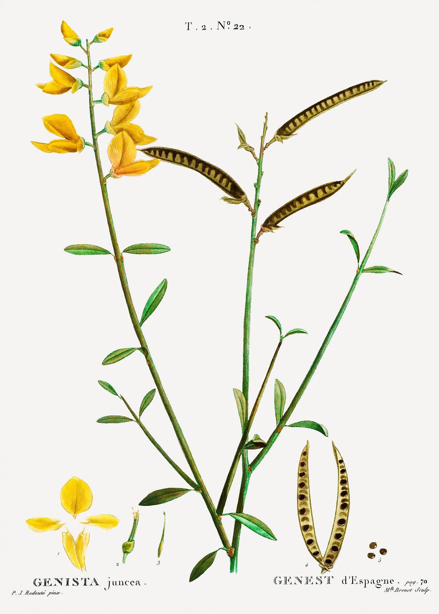 Spanish broom (Genista juncea) from Traité des Arbres et Arbustes que l’on cultive en France en pleine terre (... Spanish broom (Genista juncea) from Traité des Arbres et Arbustes que l’on cultive en France en pleine terre (...
