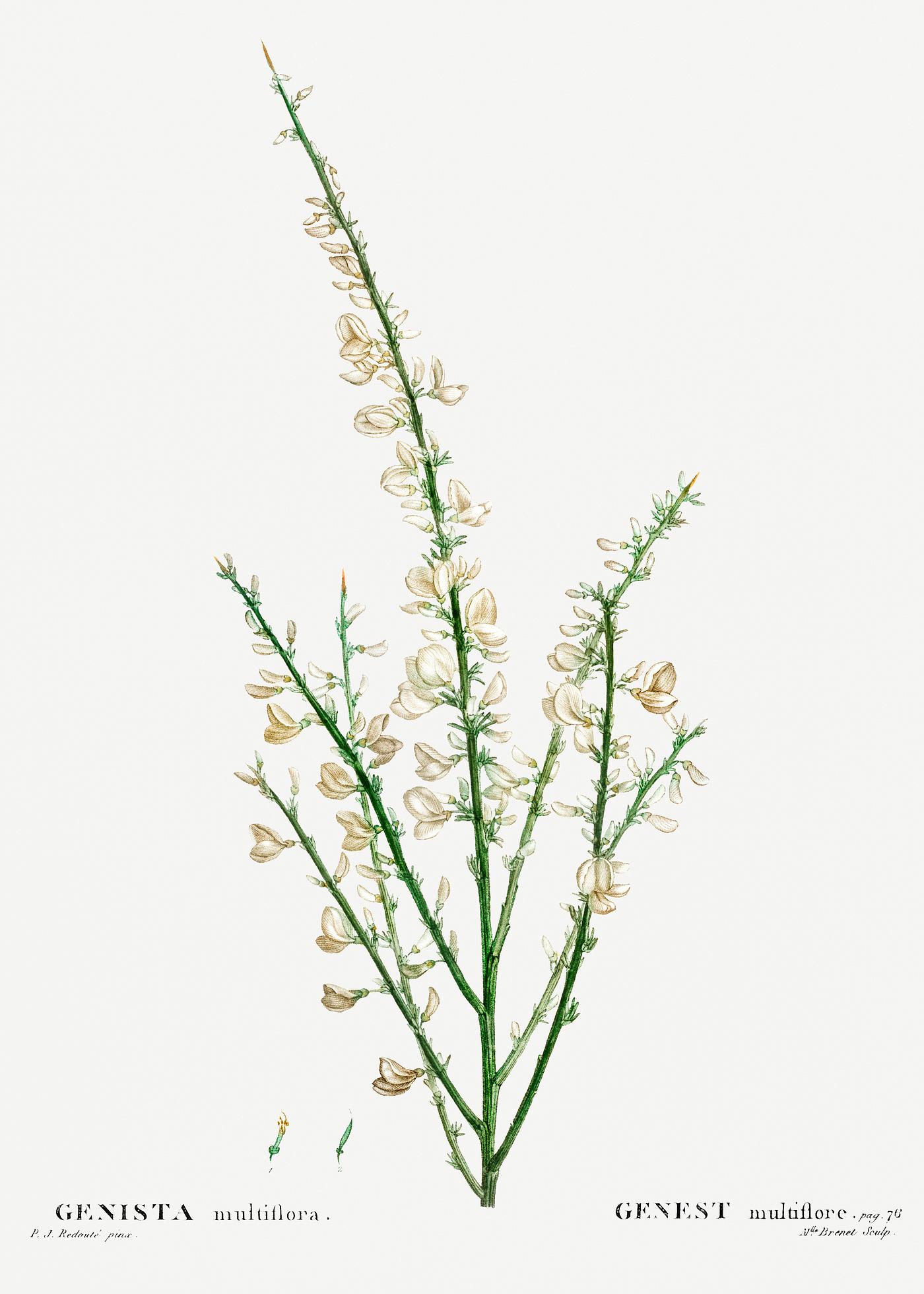 Genista multiflora from Traité des Arbres et Arbustes que l’on cultive en France en pleine terre (1801–... Genista multiflora from Traité des Arbres et Arbustes que l’on cultive en France en pleine terre (1801–...
