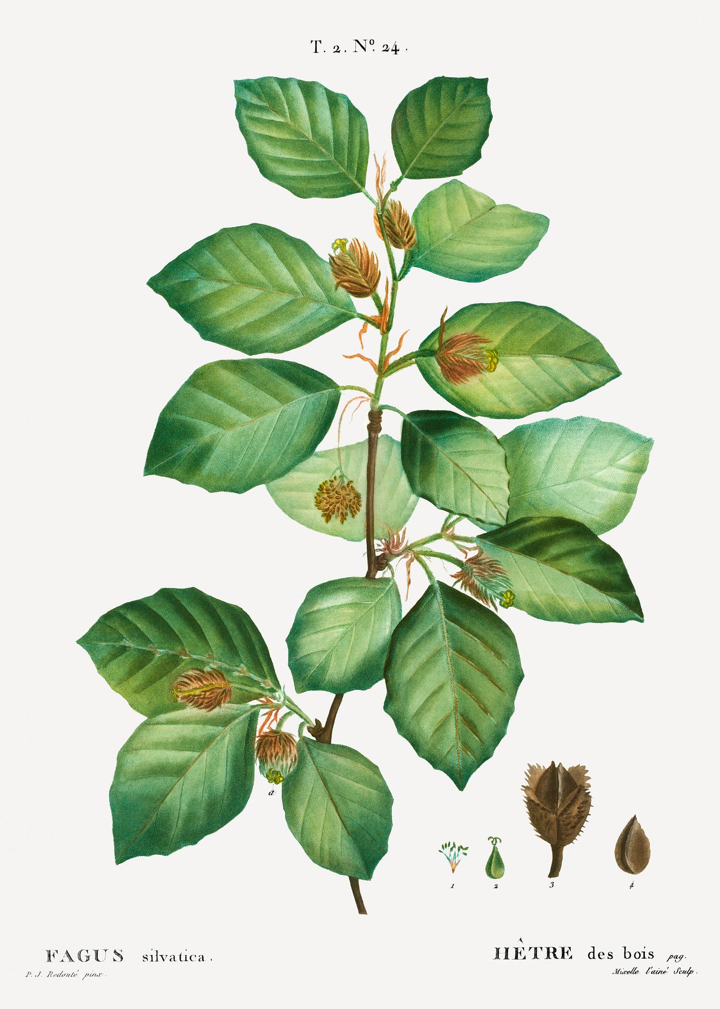 European beech (Fagus sylvatica) from Traité des Arbres et Arbustes que l’on cultive en France en pleine terre... European beech (Fagus sylvatica) from Traité des Arbres et Arbustes que l’on cultive en France en pleine terre...