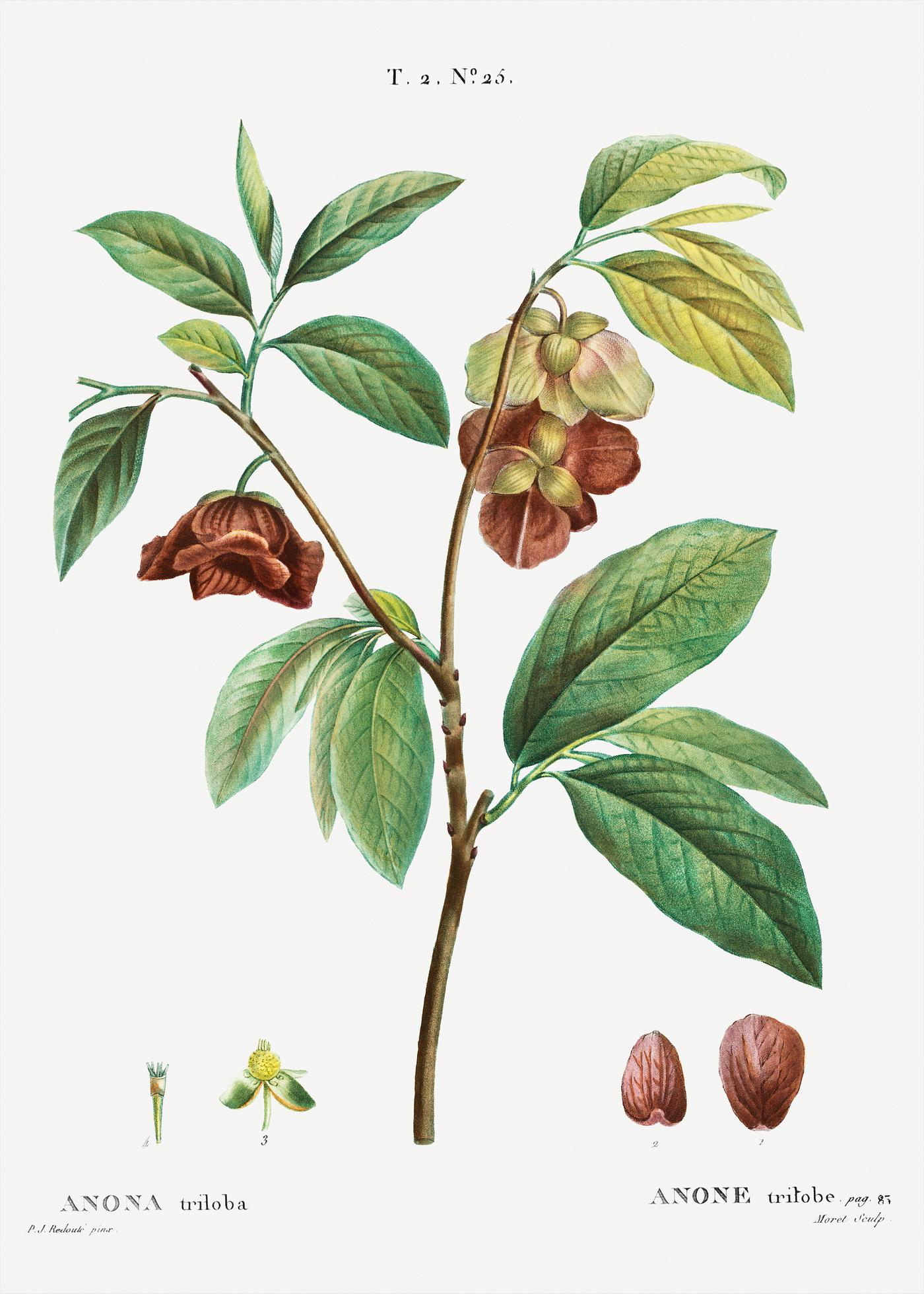 Papaw tree branch Papaw (Annona triloba) from Traité des Arbres et Arbustes que l’on cultive en France en pleine terre (1801...