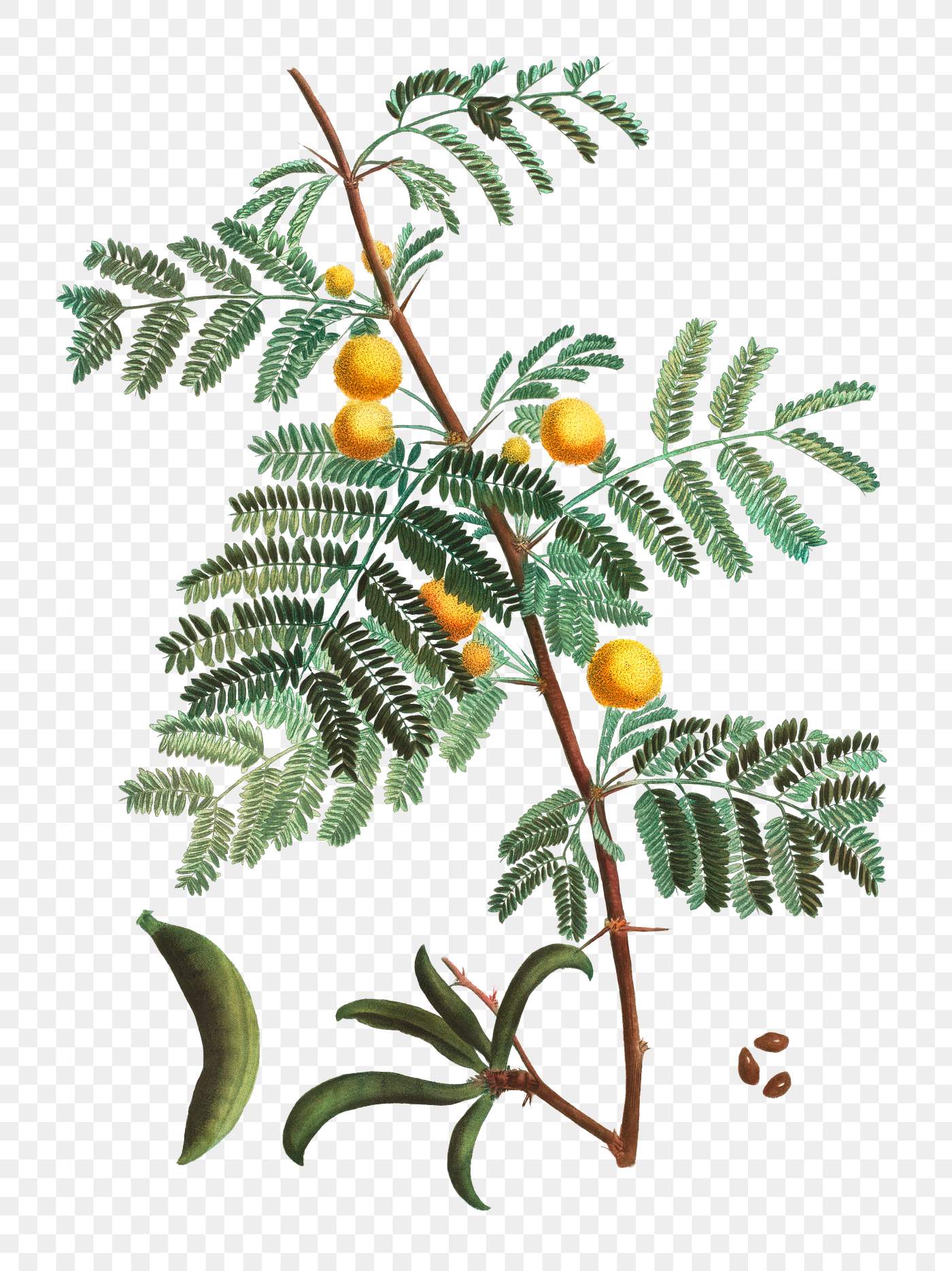 Sweet acacia branch | Free transparent png - 568031
