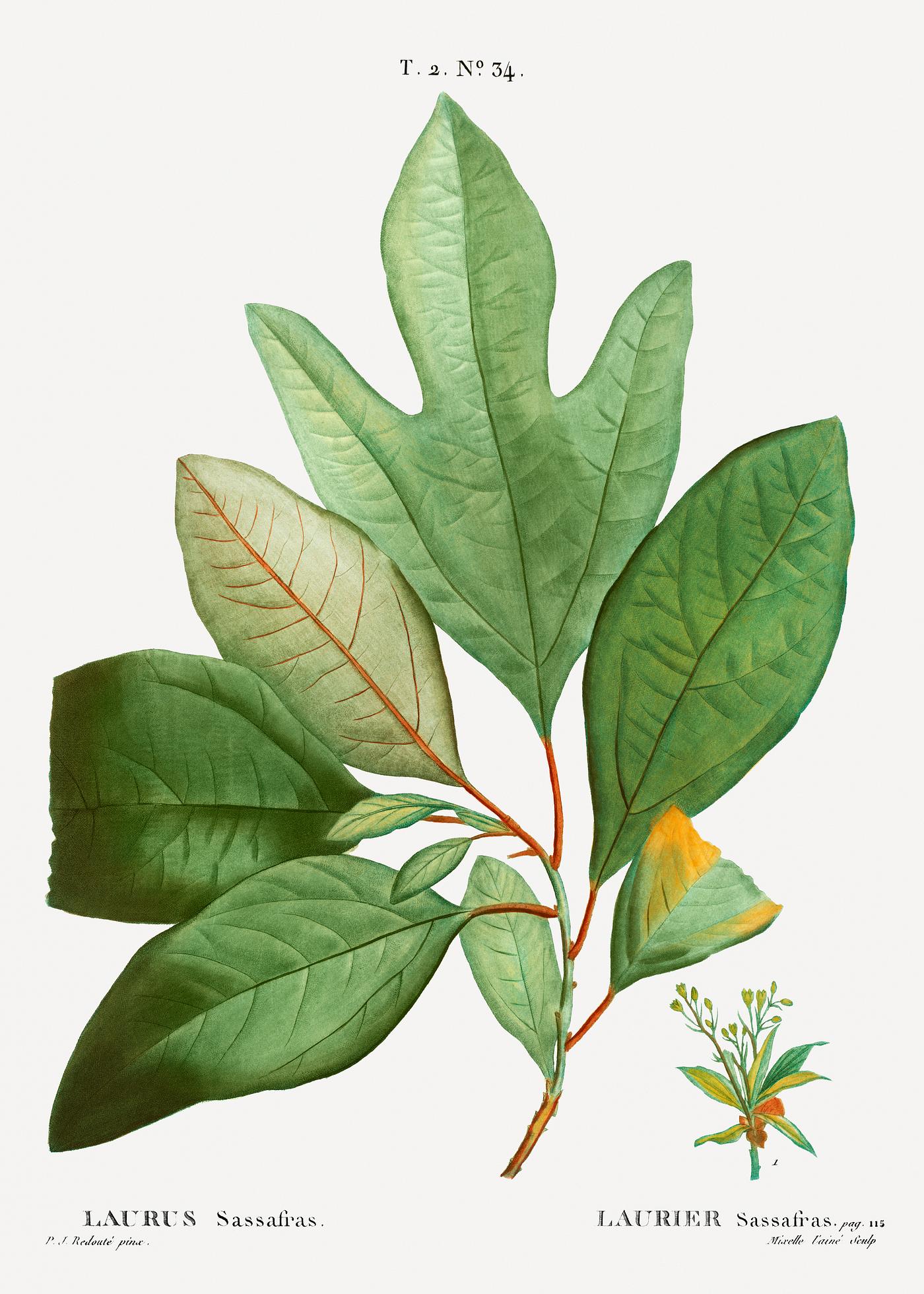 Laurels tree branch Laurels (Laurus sassafras) from Traité des Arbres et Arbustes que l’on cultive en France en pleine terre (1801...