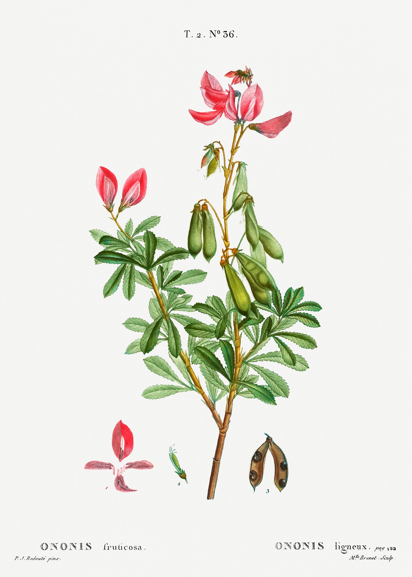 Blooming Ononis fruticosa Ononis fruticosa from Traité des Arbres et Arbustes que l’on cultive en France en pleine terre (1801–1819...