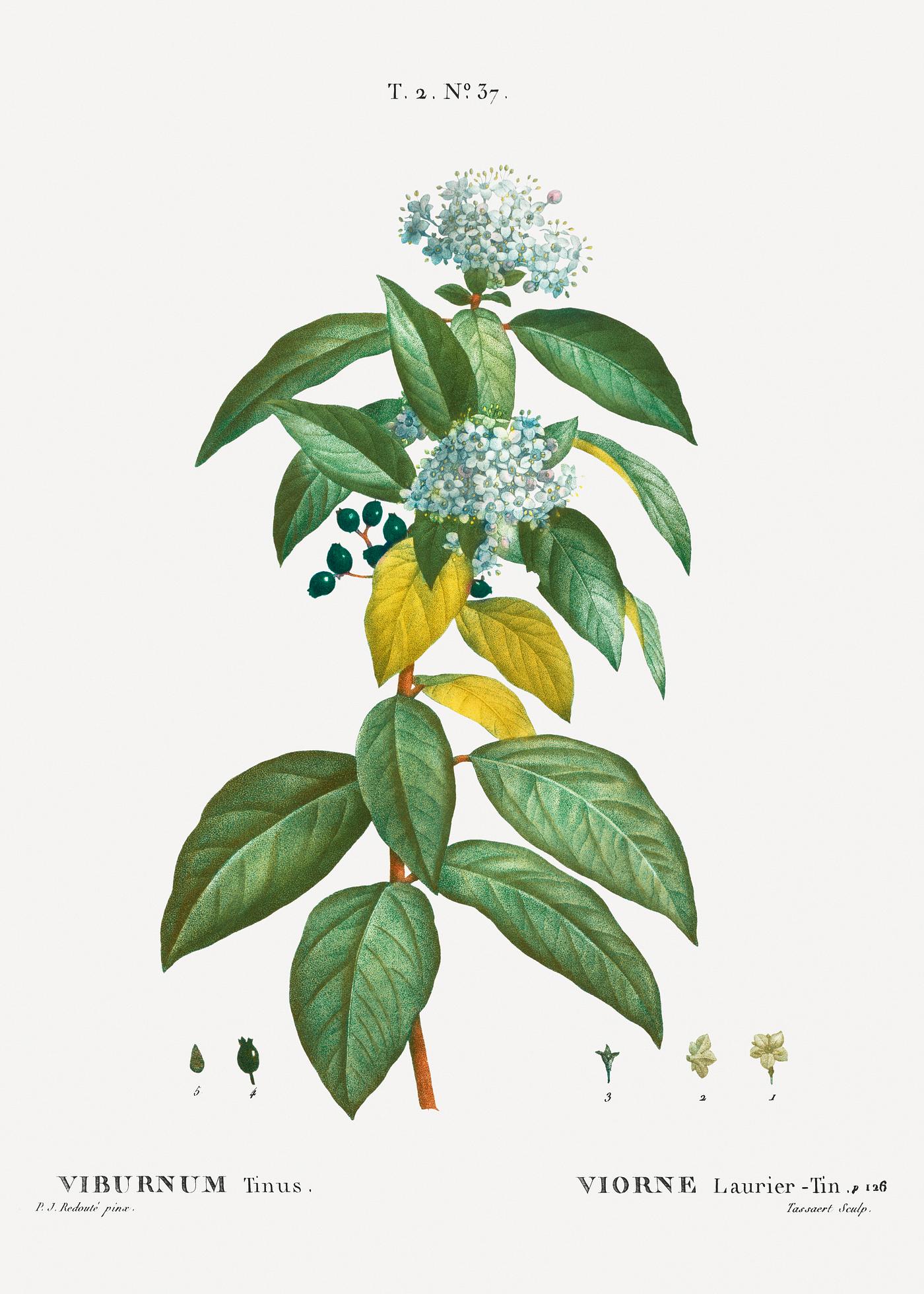 Laurustinus in bloom Laurustinus (Viburnum tinus) from Traité des Arbres et Arbustes que l’on cultive en France en pleine terre (...