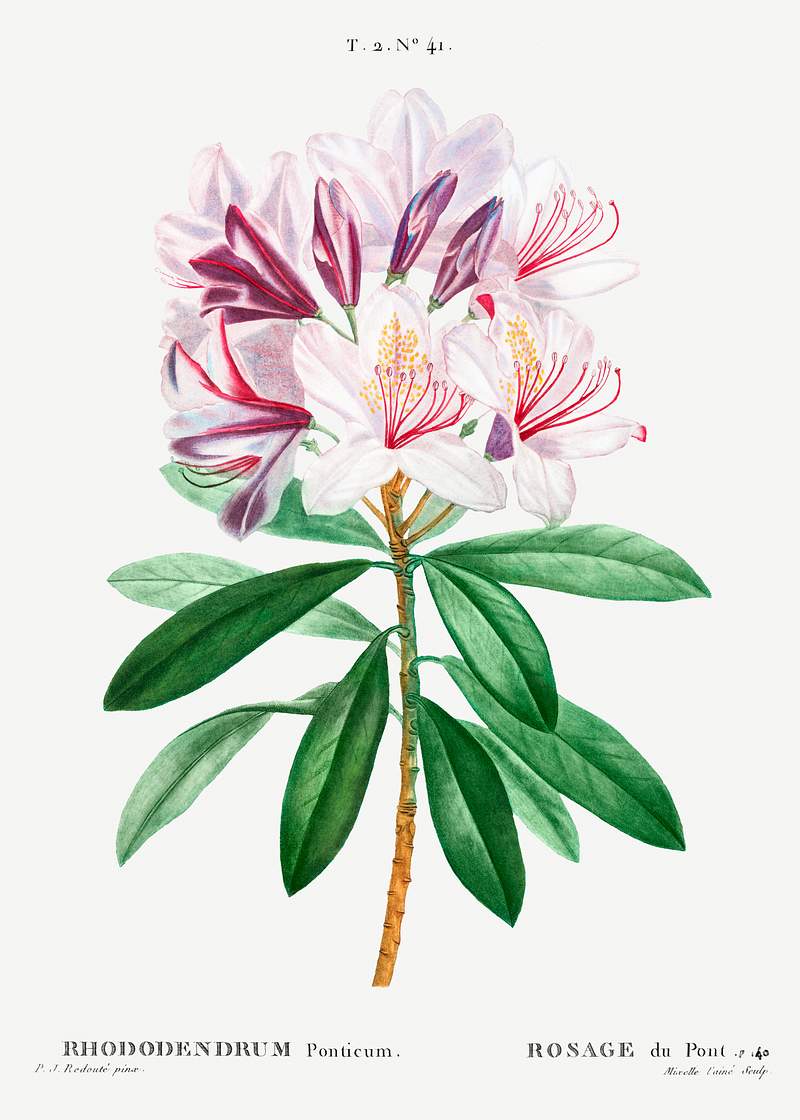 Rhododendron ponticum from Traité des Arbres et Arbustes que l’on cultive en France en pleine terre…