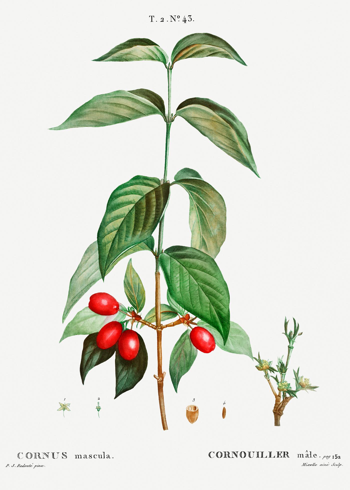 Dogwood (Cornus mas) from Traité des Arbres et Arbustes que l’on cultive en France en pleine terre (1801–... Dogwood (Cornus mas) from Traité des Arbres et Arbustes que l’on cultive en France en pleine terre (1801–...