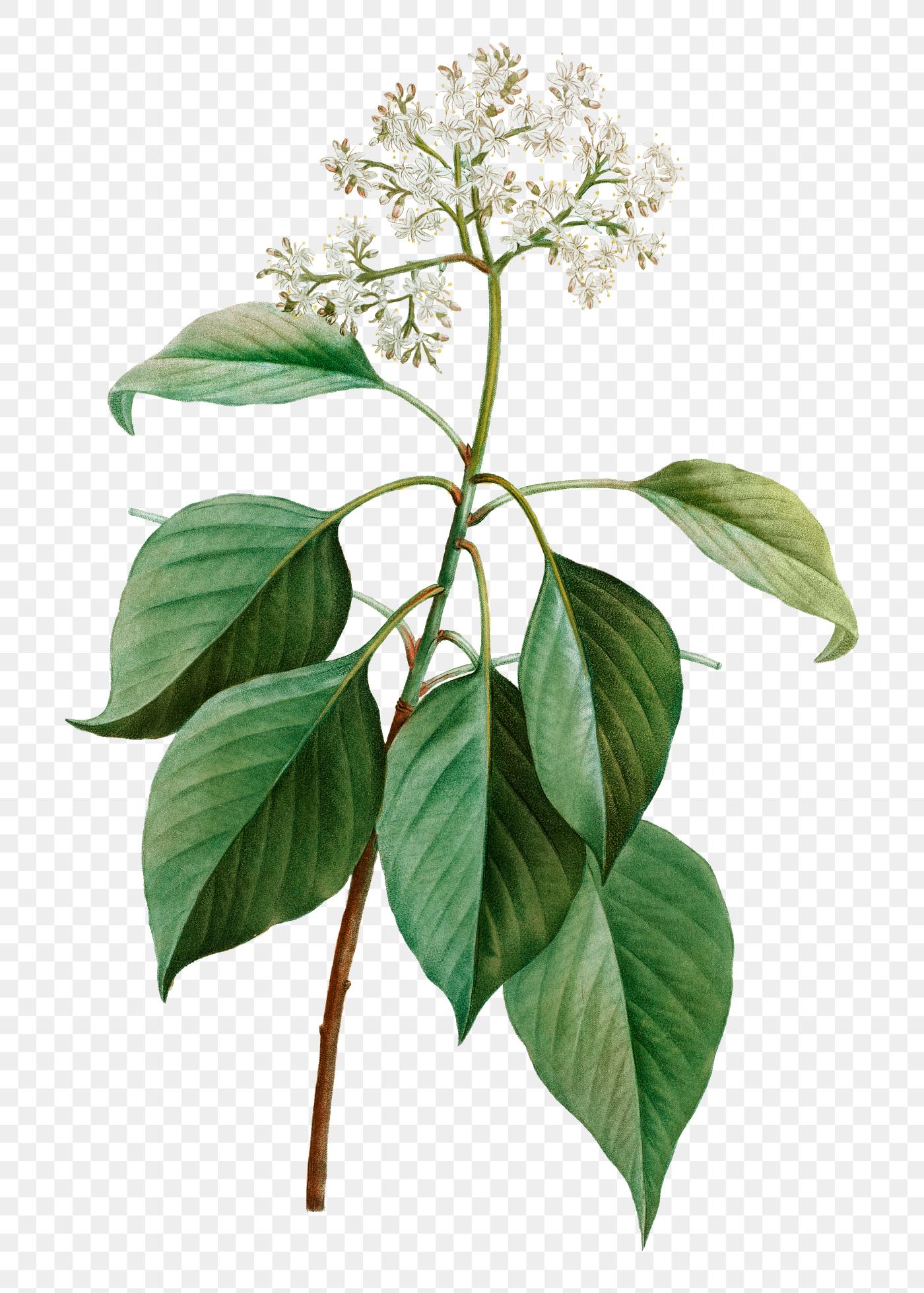 Blooming Pagoda Dogwood | Free transparent png - 567947