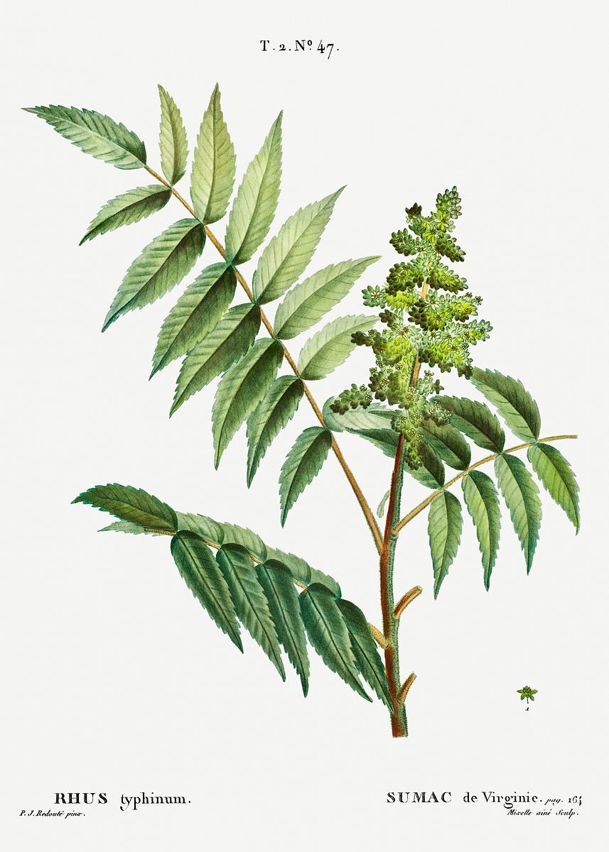 Staghorn sumac (Rhus typhina) from Traité | Free Photo - rawpixel