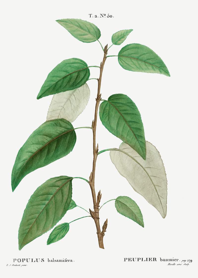 Balsam poplar (Populus balsamifera) from Traité des Arbres et Arbustes que l’on cultive en France en pleine…