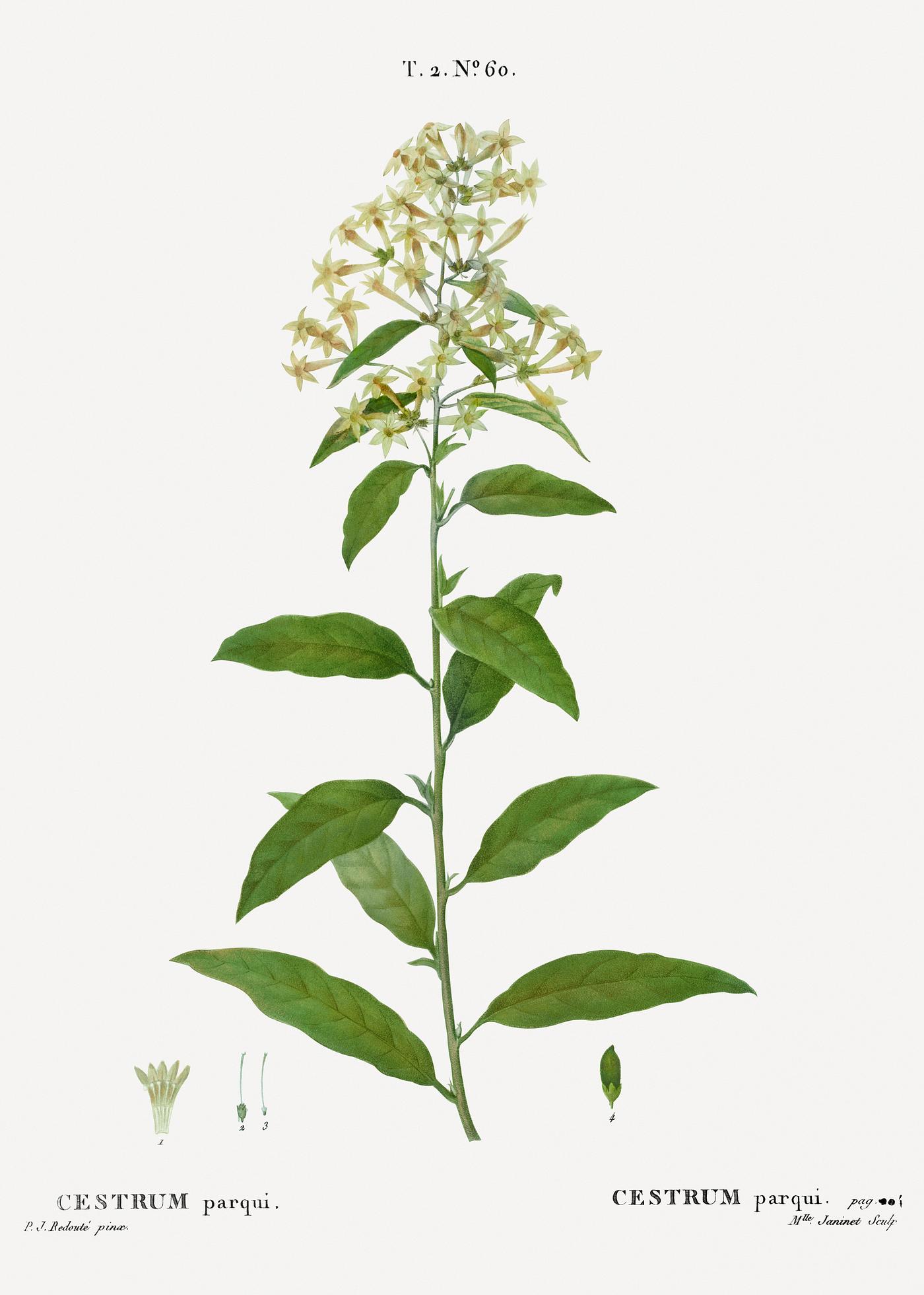 Green cestrum, Cestrum parqui from Traité des Arbres et Arbustes que l’on cultive en France en pleine terre (... Green cestrum, Cestrum parqui from Traité des Arbres et Arbustes que l’on cultive en France en pleine terre (...