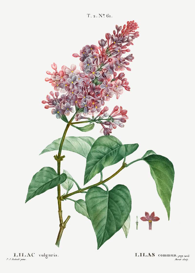 Comon lilac (Lilac vulgaris) from Traité des Arbres et Arbustes que l’on cultive en France en pleine terre…