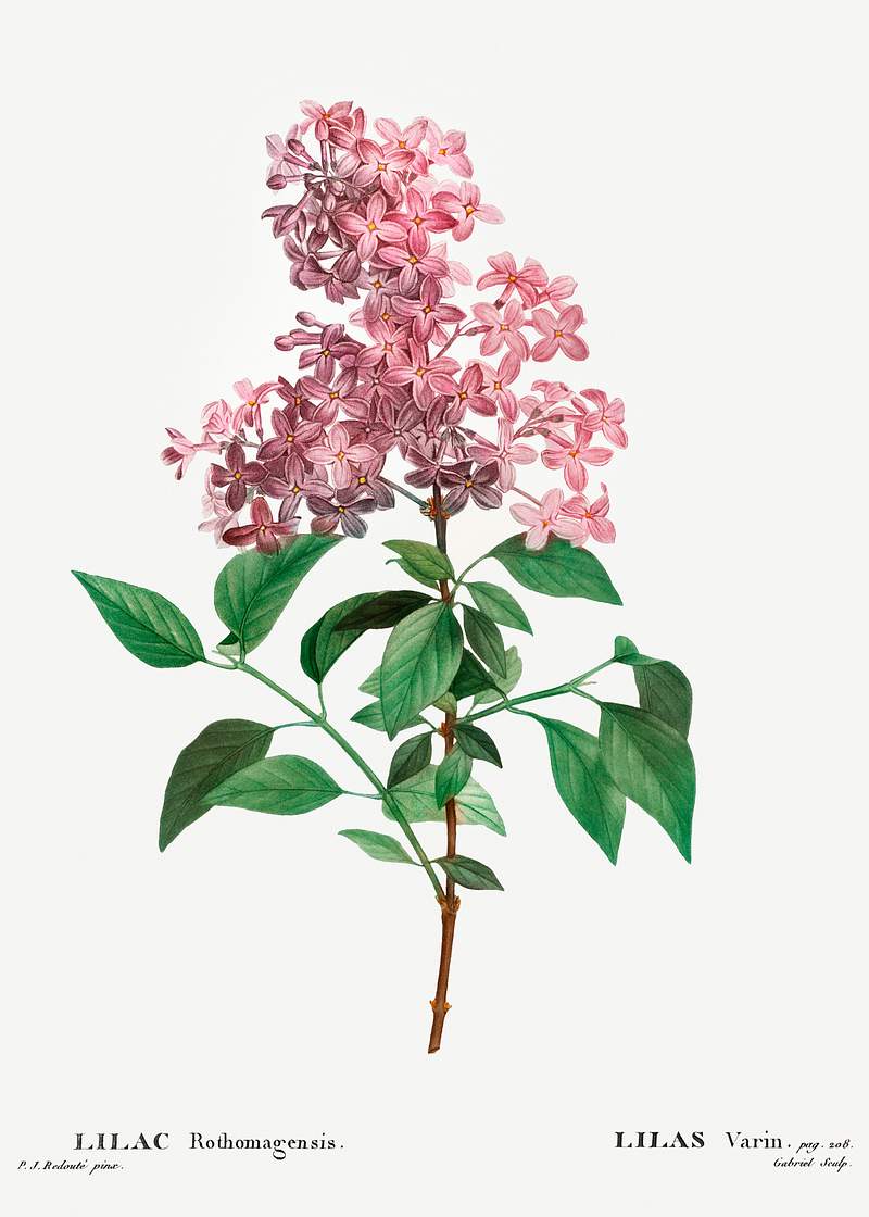 Chinese lilac (Lilac rothomagensis) from Traité des Arbres et Arbustes que l’on cultive en France en pleine…