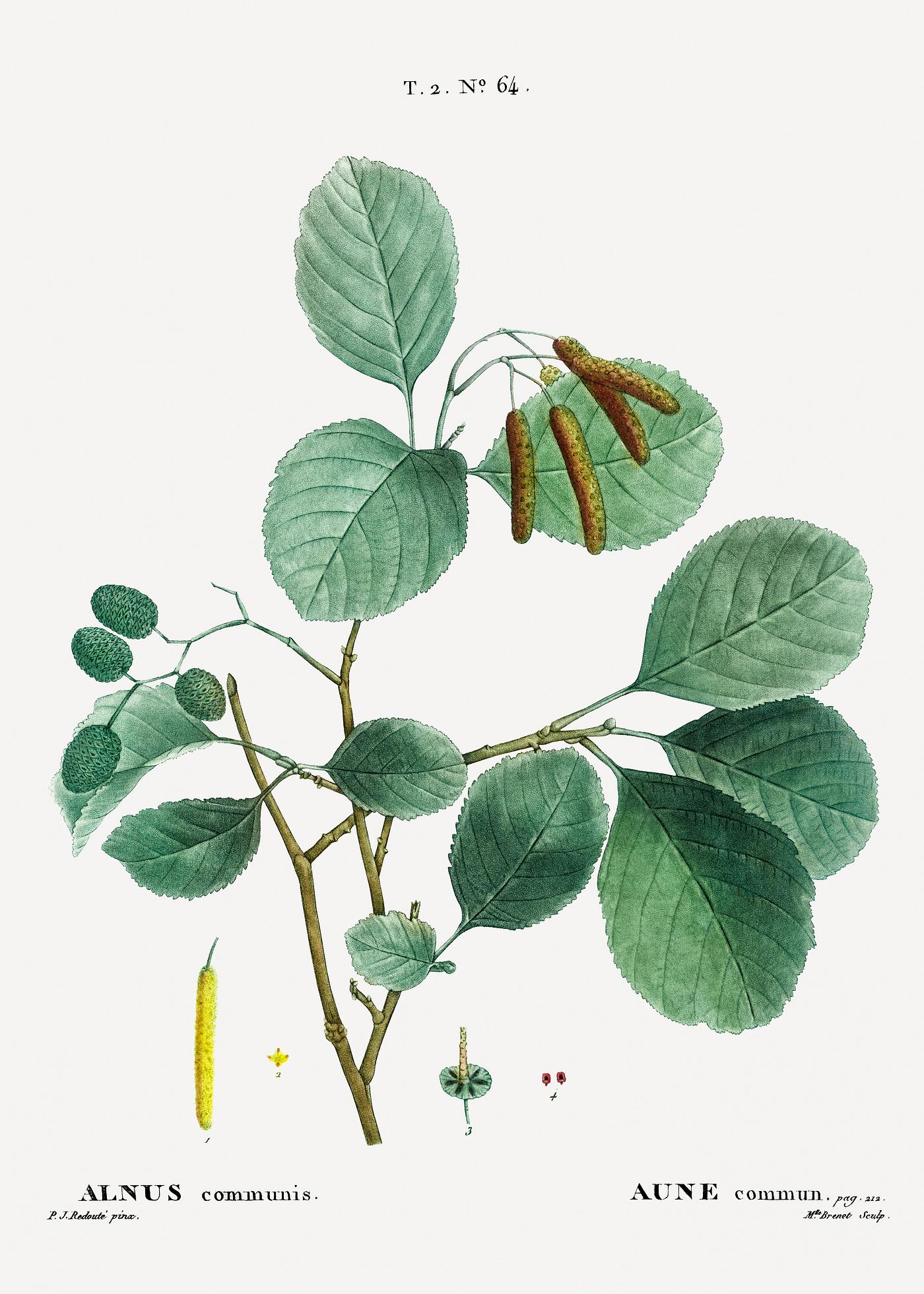 Mountain alder (Alnus communis) from Traité des Arbres et Arbustes que l’on cultive en France en pleine terre (... Mountain alder (Alnus communis) from Traité des Arbres et Arbustes que l’on cultive en France en pleine terre (...