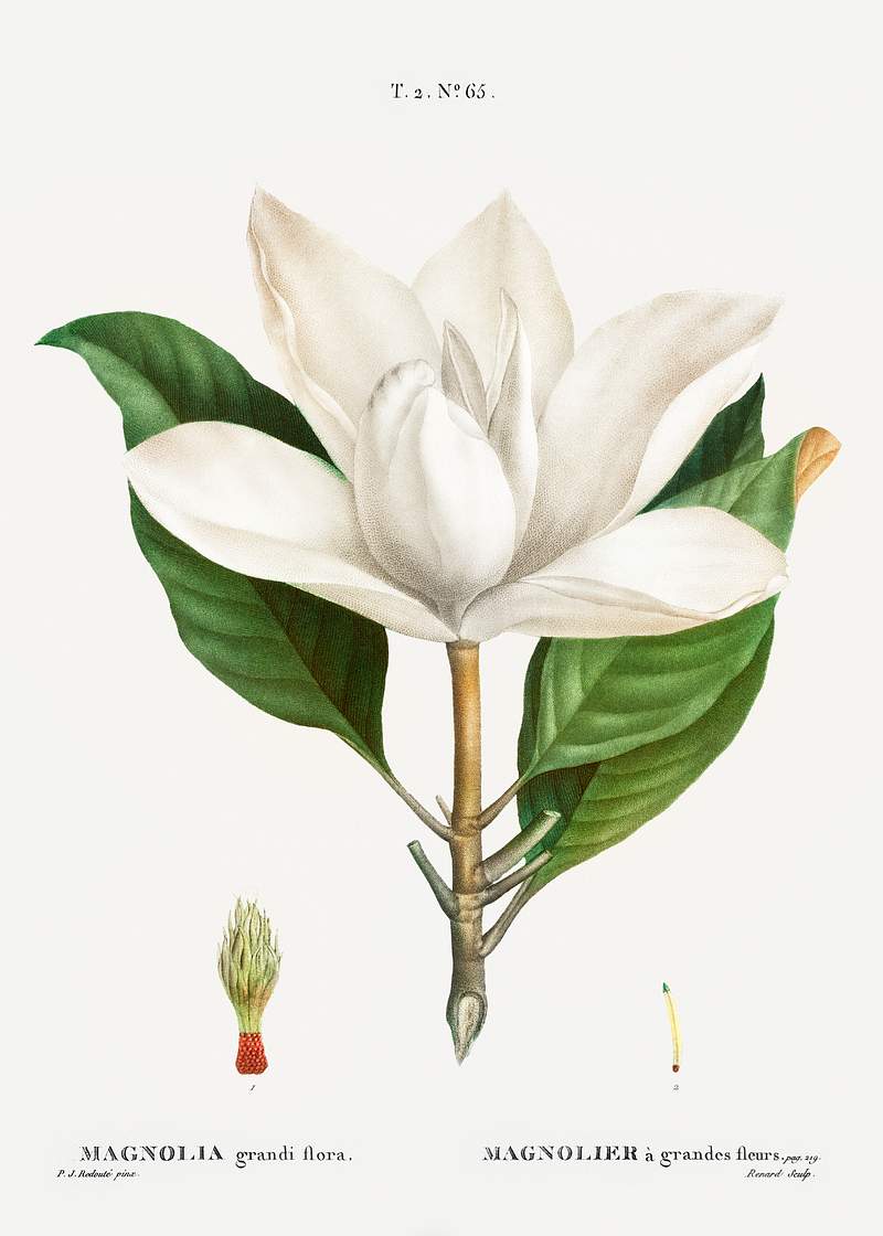 Southern magnolia (magnolia grandiflora) from Traité des Arbres et Arbustes que l’oncultive en France en pleine…