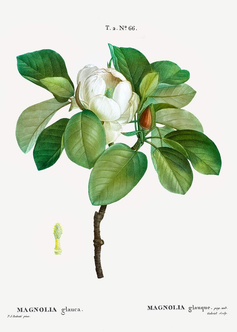 Magnolia (magnolia glauca) from Traité des Arbres et Arbustes que l’on cultive en France en pleine terre…