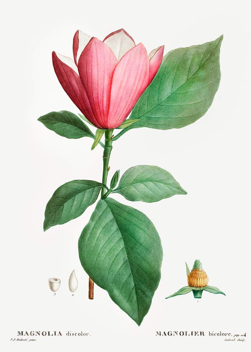 Lily magnolia (Magnolia discolor) from Traité des Arbres et Arbustes que l’on cultive en France en pleine terre…
