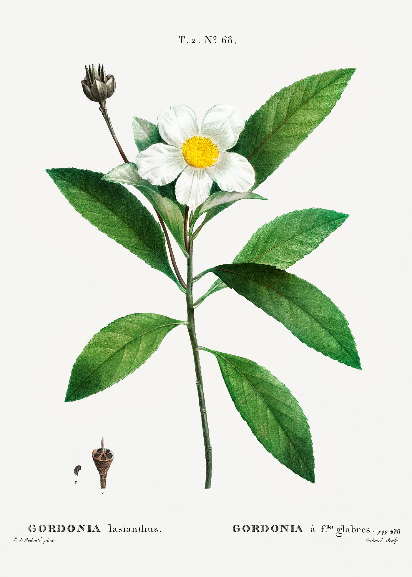 looming Loblolly bay tree Loblolly bay (Gordonia lasianthus) from Traité des Arbres et Arbustes que l’on cultive en France en pleine...