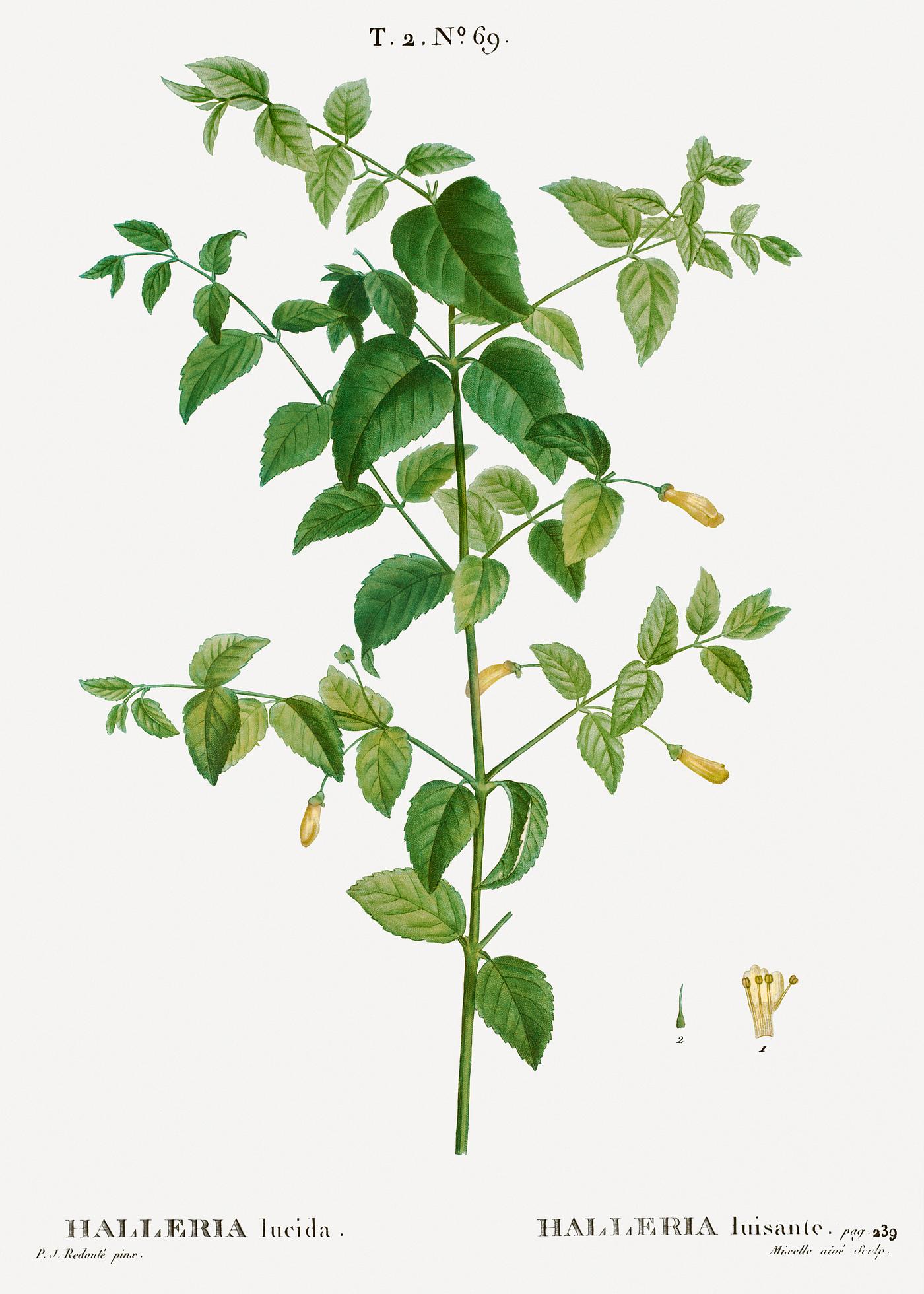 Tree fuchsia, Halleria lucida from Traité des Arbres et Arbustes que l’on cultive en France en pleine terre (... Tree fuchsia, Halleria lucida from Traité des Arbres et Arbustes que l’on cultive en France en pleine terre (...