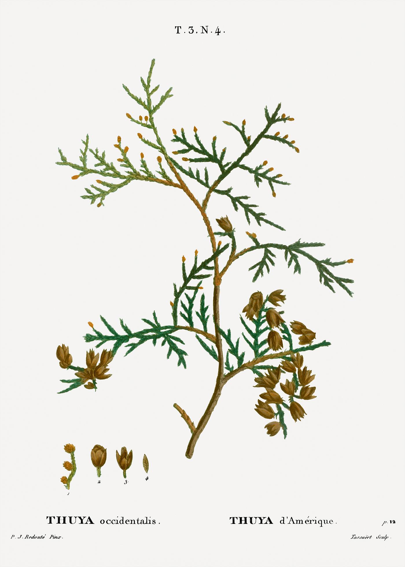 Northern white-cedar, Thuya occidentalis from Traité des Arbres et Arbustes que l’on cultive en France en... Northern white-cedar, Thuya occidentalis from Traité des Arbres et Arbustes que l’on cultive en France en...