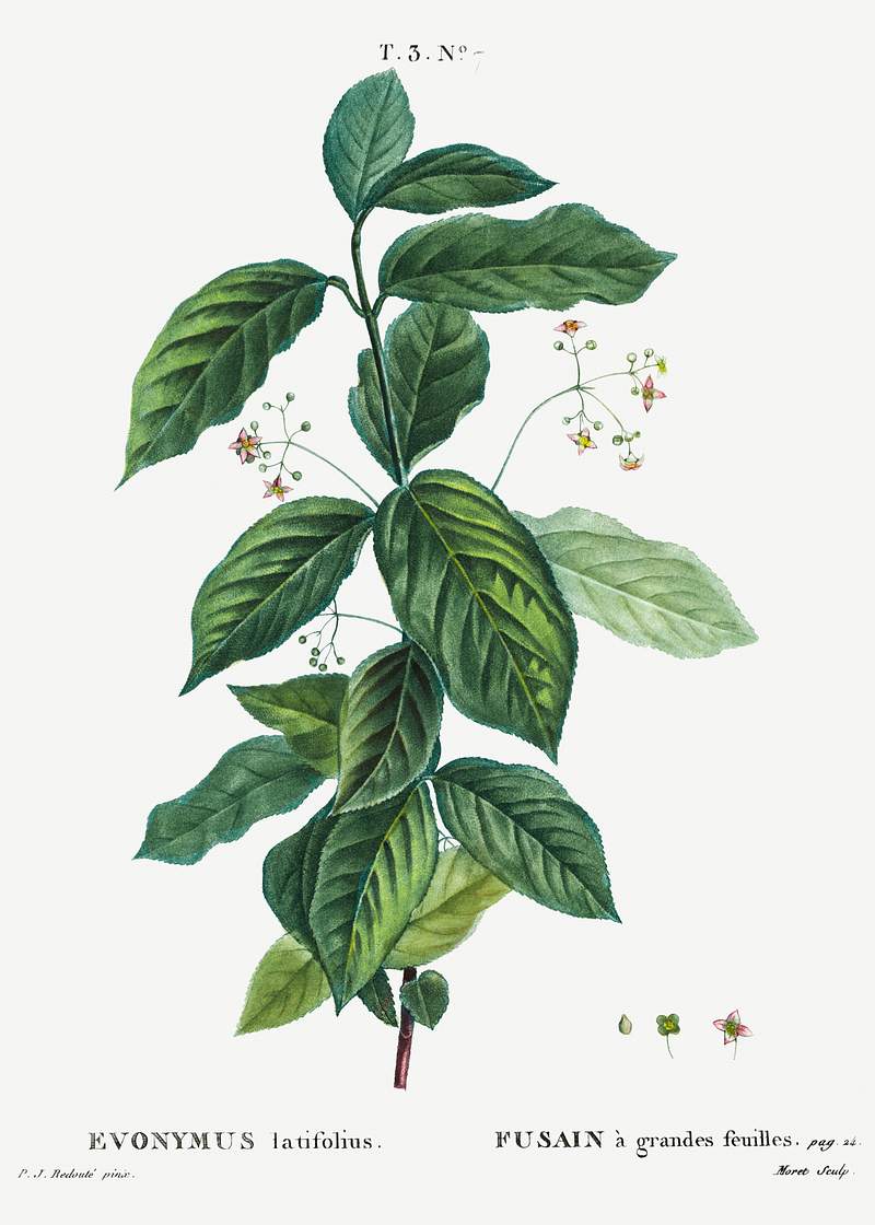 Broadleaf spindle plant Broadleaf spindle (Evonymus latifolius) from Traité des Arbres et Arbustes que l’on cultive en France en pleine…