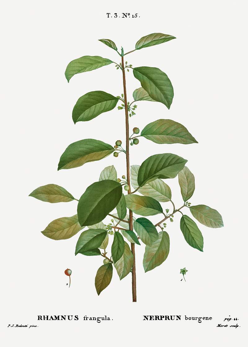 Alder buckthorn, Rhamnus frangula from Traité des Arbres et Arbustes que l’on cultive en France en pleine terre…