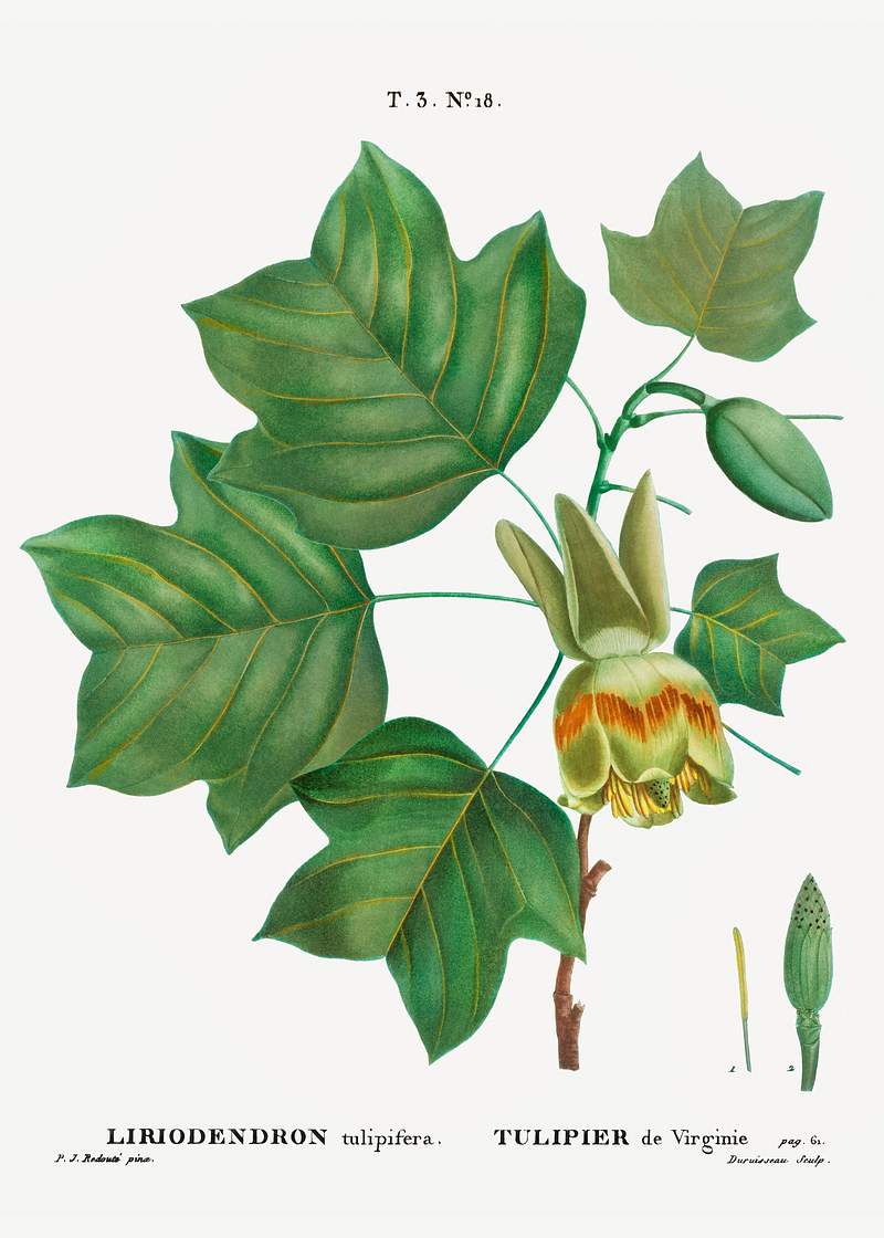 Tulip tree (Liriodendron tulipifera) from Traité des Arbres et Arbustes que l’on cultive en France en pleine…