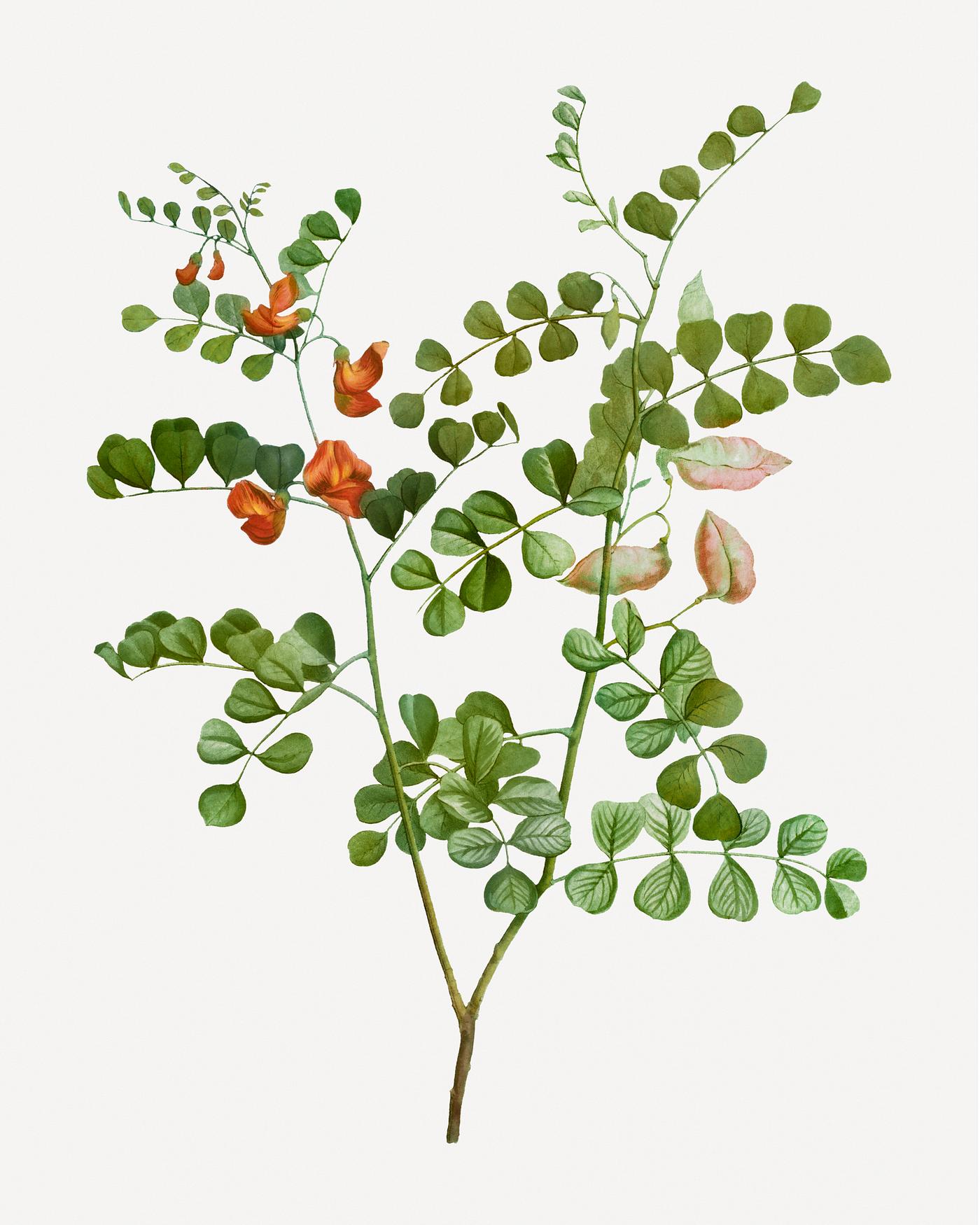 Blood spotted bladder senna branch Vintage blood spotted bladder senna branch plant illustration