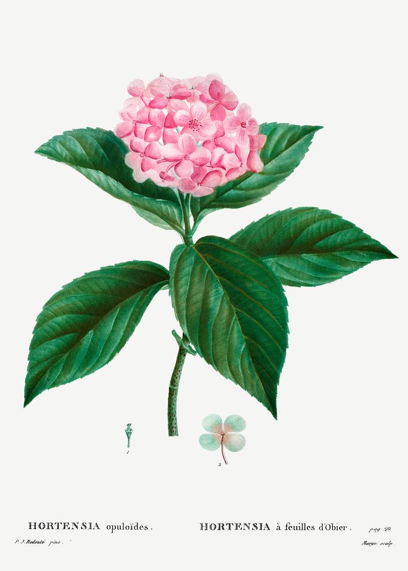 French hydrangea (Hortensia opuloides) from Traité des Arbres et Arbustes que l’on cultive en France en pleine…