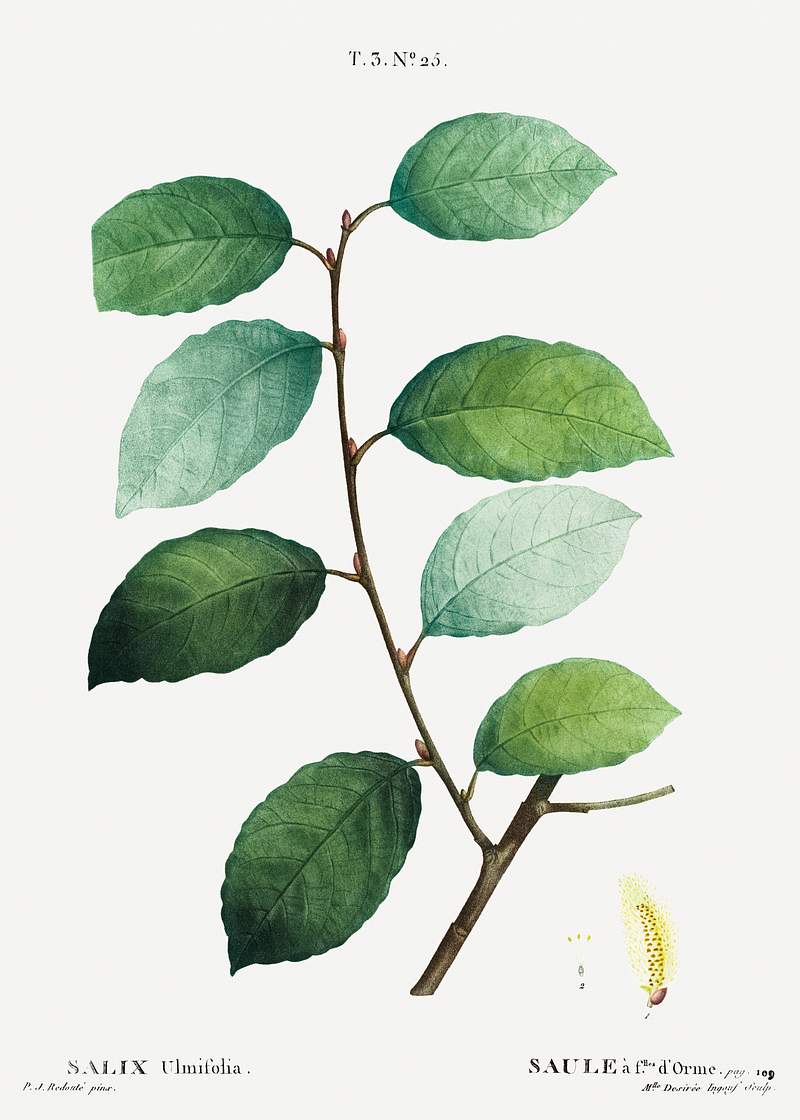 Eared willow (Salix ulmifolia) from Traité des Arbres et Arbustes que l’on cultive en France en pleine terre…