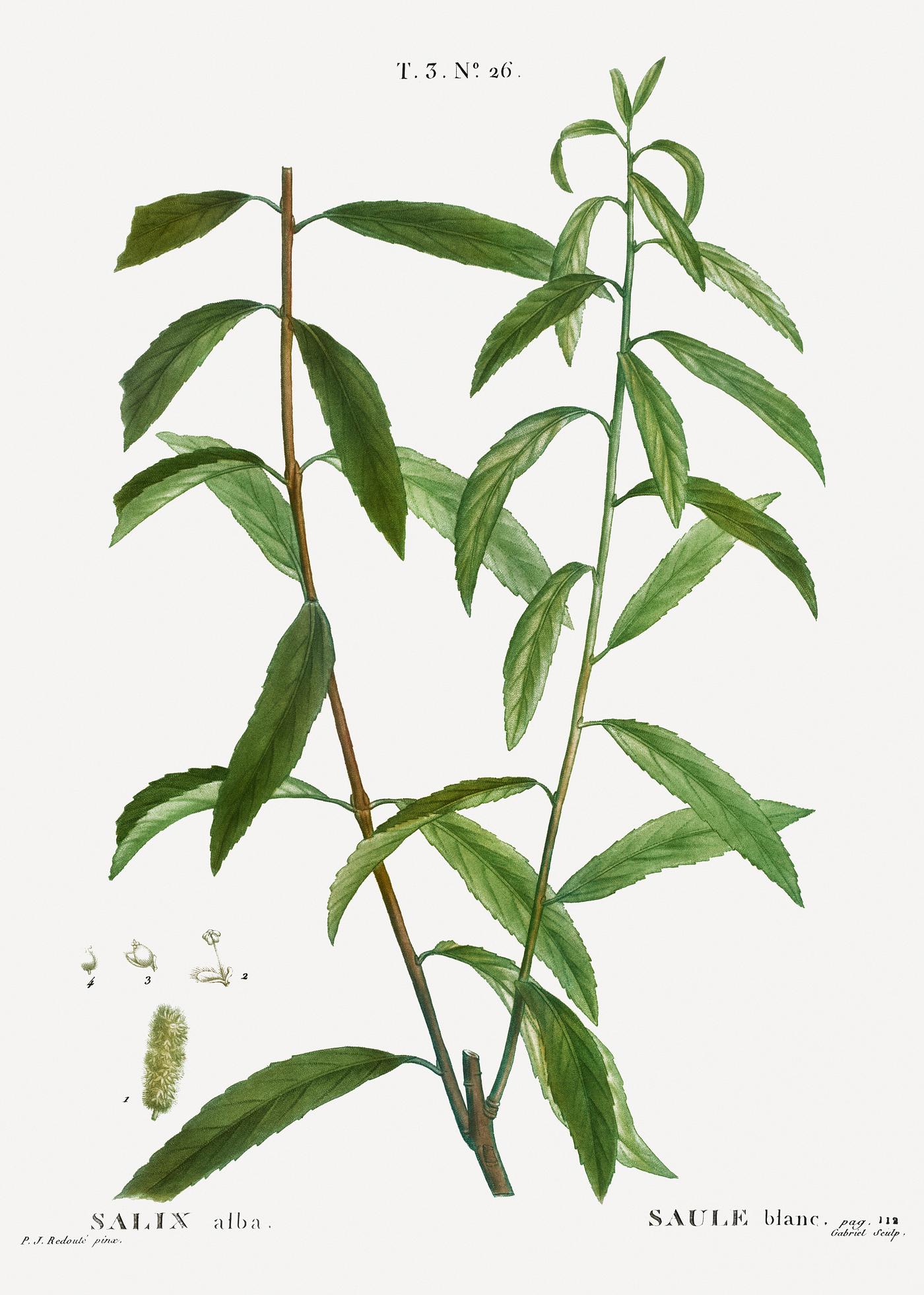 White willow, Salix alba from Traité des Arbres et Arbustes que l’on cultive en France en pleine terre (1801... White willow, Salix alba from Traité des Arbres et Arbustes que l’on cultive en France en pleine terre (1801...
