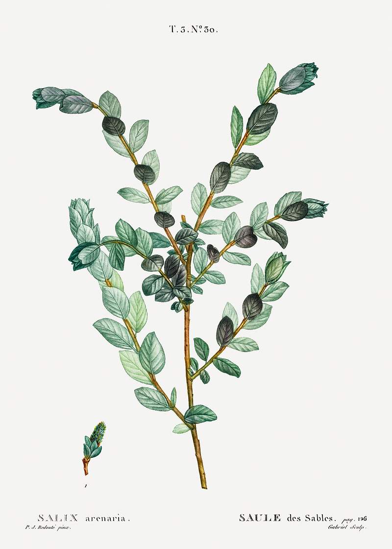 Creeping willow (Salix arenaria) from Traité des Arbres et Arbustes que l’on cultive en France en pleine terre…