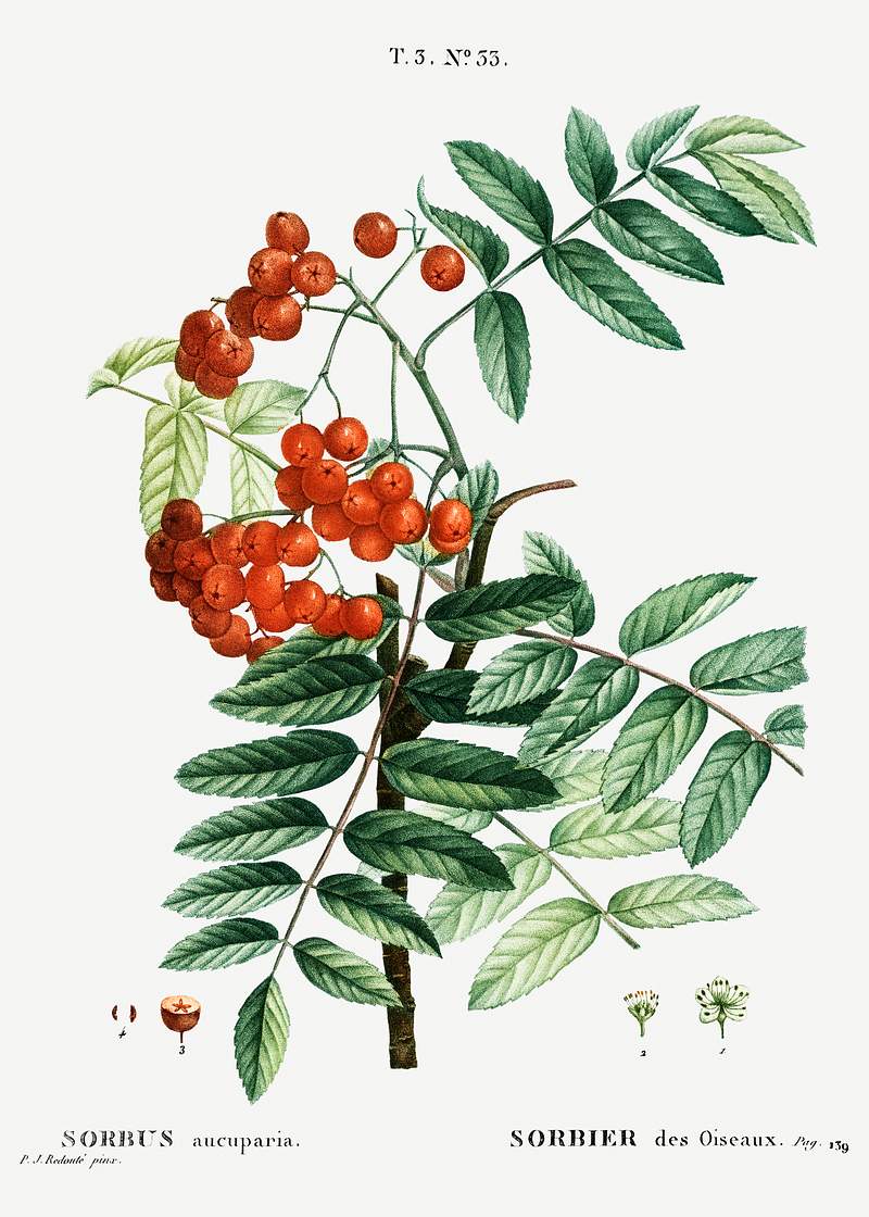 Mountain ash (Sorbus aucuparia) from Traité des Arbres et Arbustes que l’on cultive en France en pleine terre…
