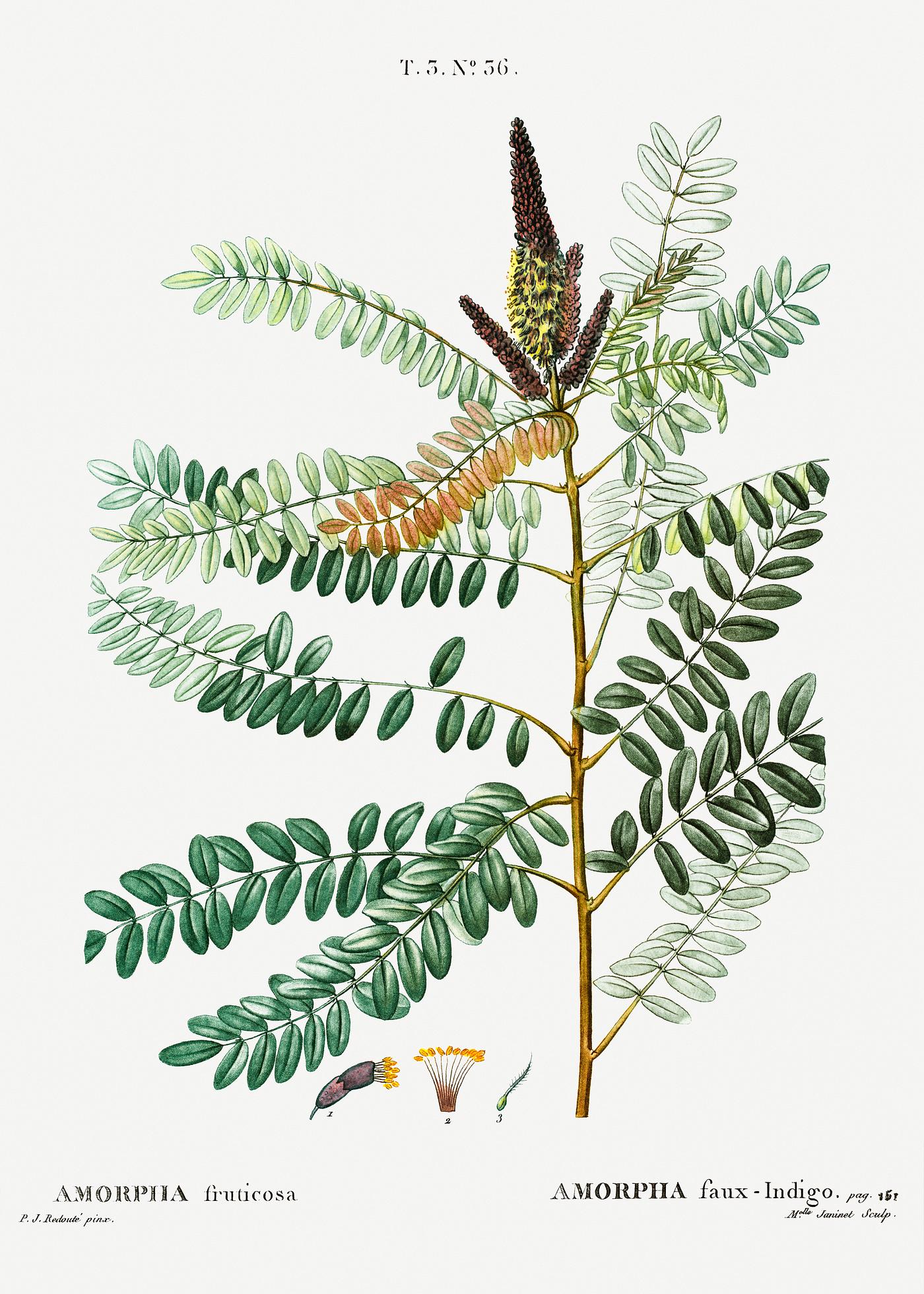 False indigo bush from Traité des Arbres et Arbustes que l’on cultive en France en pleine terre (1801–... False indigo bush from Traité des Arbres et Arbustes que l’on cultive en France en pleine terre (1801–...