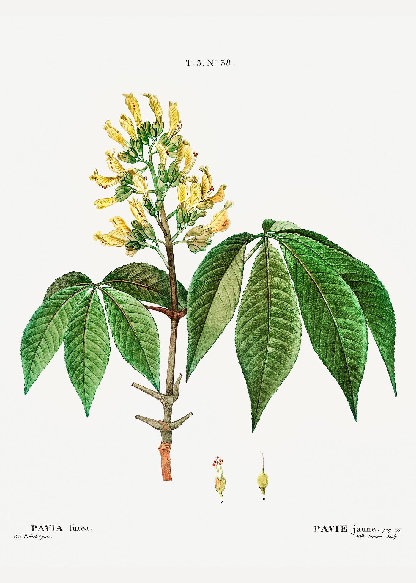 Yellow Pavia lutea flower Pavia lutea from Traité des Arbres et Arbustes que l’on cultive en France en pleine terre (1801–1819) by...