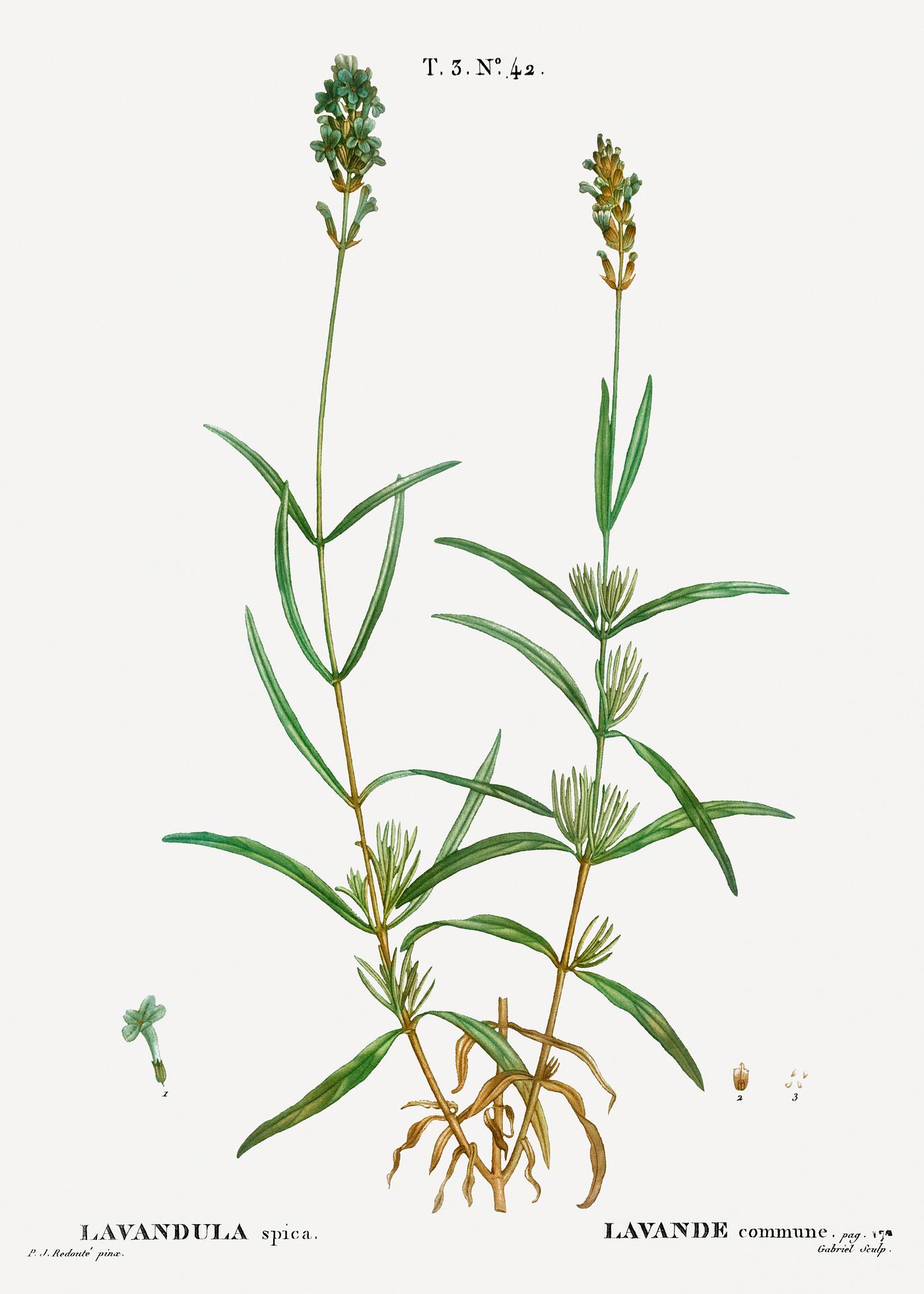 Broadleaved lavender, Lavandula spica from Traité des Arbres et Arbustes que l’on cultive en France en pleine... Broadleaved lavender, Lavandula spica from Traité des Arbres et Arbustes que l’on cultive en France en pleine...