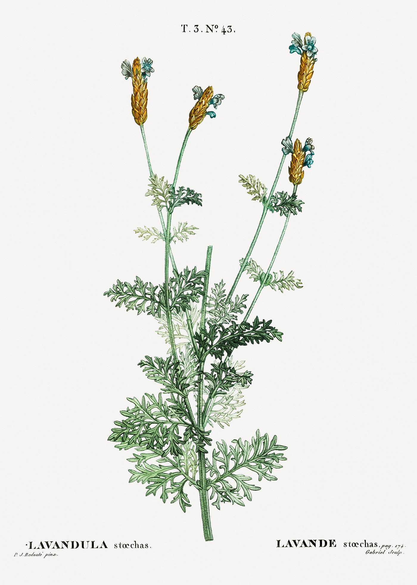 Spanish lavender (Lavandula stoechas) from Traité des Arbres et Arbustes que l’on cultive en France en pleine... Spanish lavender (Lavandula stoechas) from Traité des Arbres et Arbustes que l’on cultive en France en pleine...