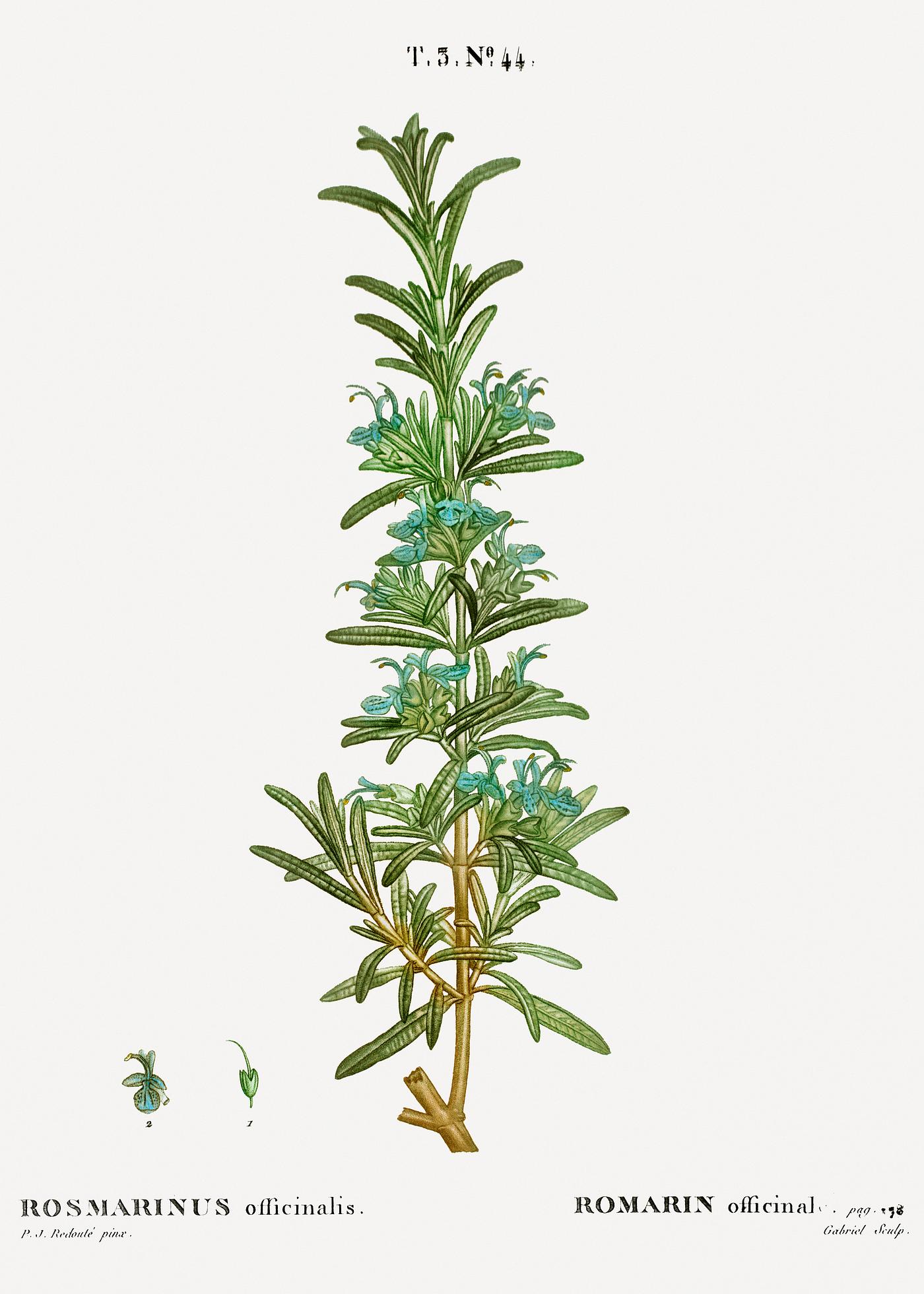 Rosemary, Rosmarinus officinalis from Traité des Arbres et Arbustes que l’on cultive en France en pleine terre... Rosemary, Rosmarinus officinalis from Traité des Arbres et Arbustes que l’on cultive en France en pleine terre...