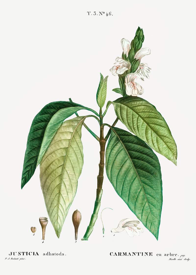 Malabar nut (Justicia adhatoda) from Traité des Arbres et Arbustes que l’on cultive en France en pleine terre…