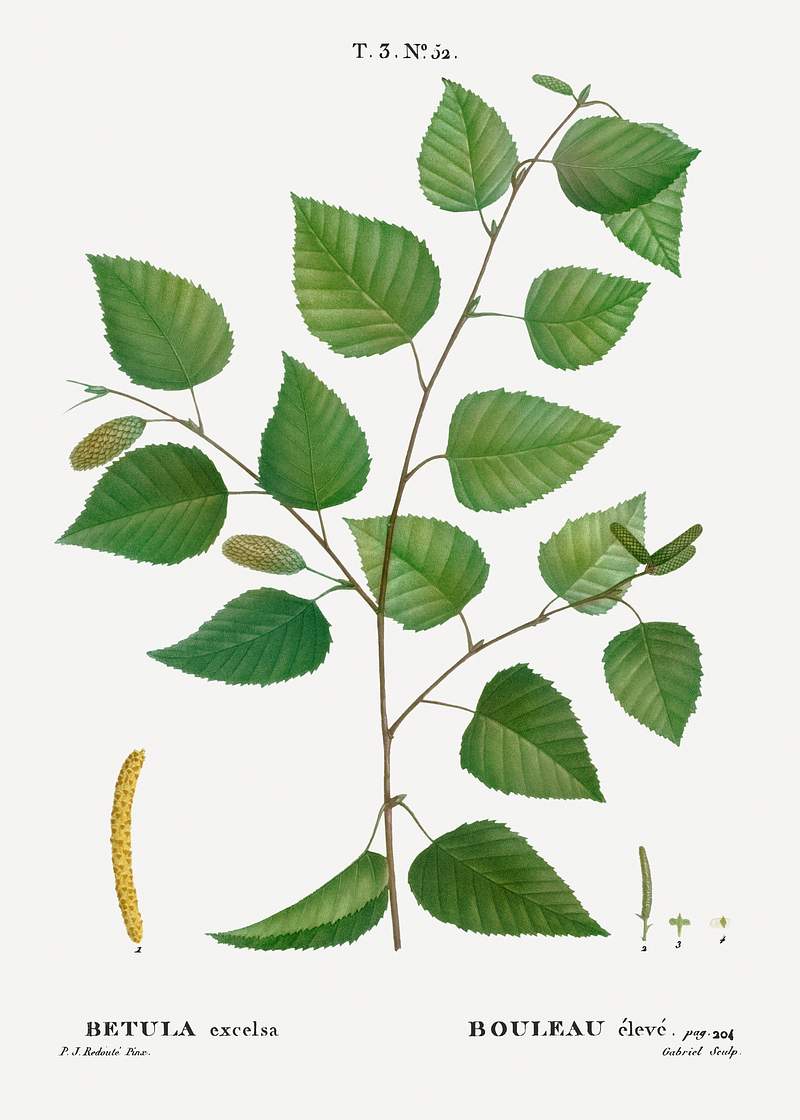 Paper birch, Betula excelsa from Traité des Arbres et Arbustes que l’on cultive en France en pleine terre…