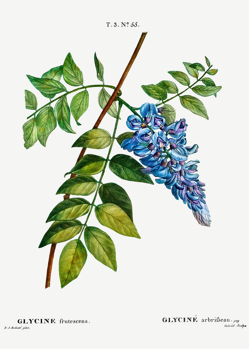 Kidney bean tree (Glycine frutescens ) from Traité des Arbres et Arbustes que l’on cultive en France en pleine…